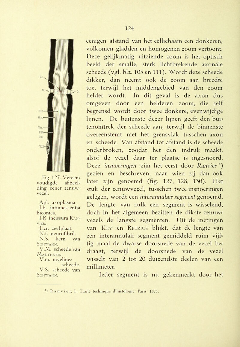 Fig. 127. Vereens voudigde afbeeld ding eener zenuw? vezel. Apl. axoplasma. I.b. intumescentia biconica. I.R. incissura Ran? vii;r. L.cr. zeefplaat. N.f. neurofibril. N.S. kern van SCHWANN. V.M. scheede van Mautiiner. V.m. myeline? scheede. V.S. scheede van ScHWANN. eenigen afstand van het cellichaam een donkeren, volkomen gladden en homogenen zoom vertoont. Deze gelijkmatig uitziende zoom is het optisch beeld der smalle, sterk lichtbrekende axonale scheede (vgl. blz. 105 en 111). Wordt deze scheede dikker, dan neemt ook de zoom aan breedte toe, terwijl het middengebied van den zoom helder wordt. In dit geval is de axon dus omgeven door een helderen zoom, die zelf begrensd wordt door twee donkere, evenwijdige lijnen. De buitenste dezer lijnen geeft den buk tenomtrek der scheede aan, terwijl de binnenste overeenstemt met het grensvlak tusschen axon en scheede. Van afstand tot afstand is de scheede onderbroken, zoodat het den indruk maakt, alsof de vezel daar ter plaatse is ingesnoerd. Deze insnoeringen zijn het eerst door Ranvier ’) gezien en beschreven, naar wien zij dan ook later zijn genoemd (fig. 127, 128, 130). Het stuk der zenuwvezel, tusschen twee insnoeringen gelegen, wordt een interannulair segment genoemd. De lengte van zulk een segment is wisselend, doch in het algemeen bezitten de dikste zenuw? vezels de langste segmenten. Uit de metingen van Key en Retzius blijkt, dat de lengte van een interannulair segment gemiddeld ruim vijf? tig maal de dwarse doorsnede van de vezel be? draagt, terwijl de doorsnede van de vezel wisselt van 2 tot 20 duizendste deelen van een millimeter. Ieder segment is nu gekenmerkt door het ) Ranvier, L. Traité technique d’histologie. Paris. 1875.