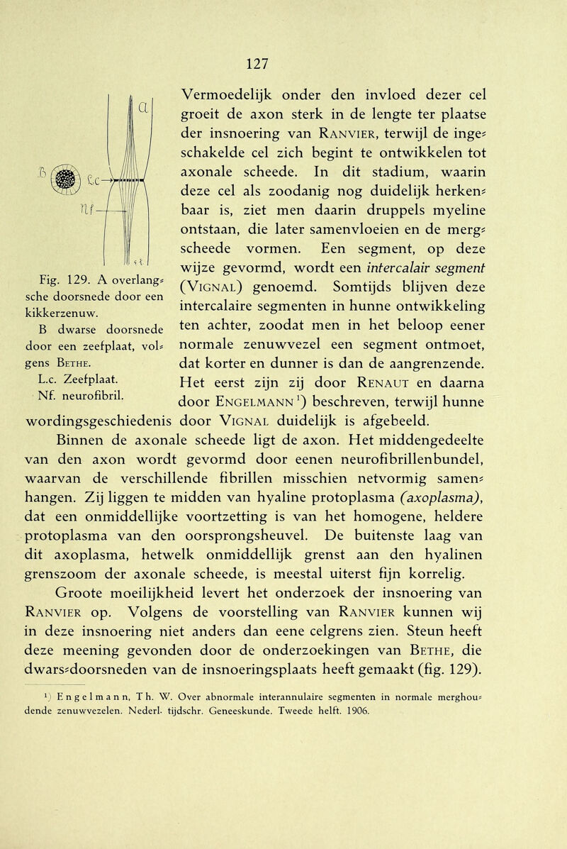 Vermoedelijk onder den invloed dezer cel groeit de axon sterk in de lengte ter plaatse der insnoering van Ranvier, terwijl de inge? schakelde cel zich begint te ontwikkelen tot axonale scheede. In dit stadium, waarin deze cel als zoodanig nog duidelijk herken? baar is, ziet men daarin druppels myeline ontstaan, die later samenvloeien en de merg? scheede vormen. Een segment, op deze wijze gevormd, wordt een intercalair segment (Vignal) genoemd. Somtijds blijven deze intercalaire segmenten in hunne ontwikkeling ten achter, zoodat men in het beloop eener normale zenuwvezel een segment ontmoet, dat korter en dunner is dan de aangrenzende. Het eerst zijn zij door Renaut en daarna door Engelmann *) beschreven, terwijl hunne wordingsgeschiedenis door Vignal duidelijk is afgebeeld. Binnen de axonale scheede ligt de axon. Het middengedeelte van den axon wordt gevormd door eenen neurofibrillenbundel, waarvan de verschillende fibrillen misschien netvormig samen? hangen. Zij liggen te midden van hyaline protoplasma (axoplasma), dat een onmiddellijke voortzetting is van het homogene, heldere protoplasma van den oorsprongsheuvel. De buitenste laag van dit axoplasma, hetwelk onmiddellijk grenst aan den hyalinen grenszoom der axonale scheede, is meestal uiterst fijn korrelig. Groote moeilijkheid levert het onderzoek der insnoering van Ranvier op. Volgens de voorstelling van Ranvier kunnen wij in deze insnoering niet anders dan eene celgrens zien. Steun heeft deze meening gevonden door de onderzoekingen van Bethe, die dwars?doorsneden van de insnoeringsplaats heeft gemaakt (fig. 129). V' Engelmann, Th. W. Over abnormale interannulaire segmenten in normale merghous dende zenuwvezelen. Nederl. tijdschr. Geneeskunde. Tweede helft. 1906. Fig. 129. A overlangs sche doorsnede door een kikkerzenuw. B dwarse doorsnede door een zeefplaat, vob gens Bethe. L.c. Zeefplaat. Nf. neurofibril.