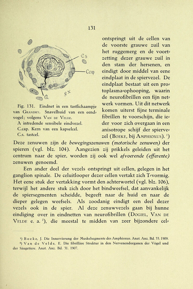 Fig. 131. Eindnet in een tastlichaampje van Grandry. Snavelhuid van een eend« vogel; volgens Van de Velde. A intredende sensibele eindvezel. C.cap. Kern van een kapselcel. C.s. tastcel. ontspringt uit de cellen van de voorste grauwe zuil van het ruggemerg en de voorts zetting dezer grauwe zuil in den stam der hersenen, en eindigt door middel van eene eindplaat in de spiervezel. De eindplaat bestaat uit een pro^ toplasma^ophooping, waarin de neurofibrillen een fijn net^ werk vormen. Uit dit netwerk komen uiterst fijne terminale fibrillen te voorschijn, die ie^ der voor zich overgaan in een anisotrope schijf der spierve? zei (Boeke, bij Amphioxus). ') Deze zenuwen zijn de bewegingszenuwen (motorische zenuwen) der spieren (vgl. blz. 104). Aangezien zij prikkels geleiden uit het centrum naar de spier, worden zij ook wel afvoerende (efferente) zenuwen genoemd. Een ander deel der vezels ontspringt uit cellen, gelegen in het ganglion spinale. De celuitlooper dezer cellen vertakt zich Dvormig. Het eene stuk der vertakking vormt den achterwortel (vgl. blz. 106), terwijl het andere stuk zich door het bindweefsel, dat aanvankelijk de spiersegmenten scheidde, begeeft naar de huid en naar de dieper gelegen weefsels. Als zoodanig eindigt een deel dezer vezels ook in de spier. Al deze zenuwvezels gaan bij hunne eindiging over in eindnetten van neurofibrillen (Dociel, Van de Velde e. a. ^), die meestal te midden van zeer bijzondere ceh 1) Boeke, J. Die Innervierung der Muskelsegmente des Amphioxus. Anat. Anz. Bd. 33.1909. 2) V a n de Velde, E. Die fibrillare Struktur in den Nervenendorganen der Vögel und der Saugetiere. Anat. Anz. Bd. 31. 1907.