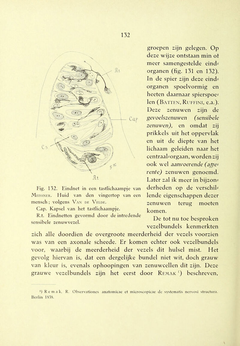 I 132 groepen zijn gelegen. Op deze wijze ontstaan min ot meer samengestelde eind^ organen (fig. 131 en 132). In de spier zijn deze eind^ organen spoelvormig en heeten daarnaar spierspoe^ len (Battiïn, Ruffini, e.a.). Deze zenuwen zijn de gevoelszenuwen (sensibele zenuwen), en omdat zij prikkels uit het oppervlak en uit de diepte van het lichaam geleiden naar het centraahorgaan, worden zij ook wel aanvoerende (ajje^ rente) zenuwen genoemd. Later zal ik meer in bijzon^ derheden op de verschik lende eigenschappen dezer zenuwen terug moeten komen. De tot nu toe besproken vezelbundels kenmerkten zich alle doordien de overgroote meerderheid der vezels voorzien was van een axonale scheede. Er komen echter ook vezelbundels voor, waarbij de meerderheid der vezels dit hulsel mist. Het gevolg hiervan is, dat een dergelijke bundel niet wit, doch grauw van kleur is, evenals ophoopingen van zenuwcellen dit zijn. Deze grauwe vezelbundels zijn het eerst door Rfmak beschreven. Fig. 132. Eindnet in een tastlichaampje van Meissner. Huid van den vingertop van een mensch ; volgens Van de Velde. Cap. Kapsel van het tastlichaampje. R.t. Eindnetten gevormd door de intredende sensibele zenuwvezel. ') R e m a k, R. Observationes anatomicae et microscopicae de systematis ncrvosi structura. Berlin 1838.