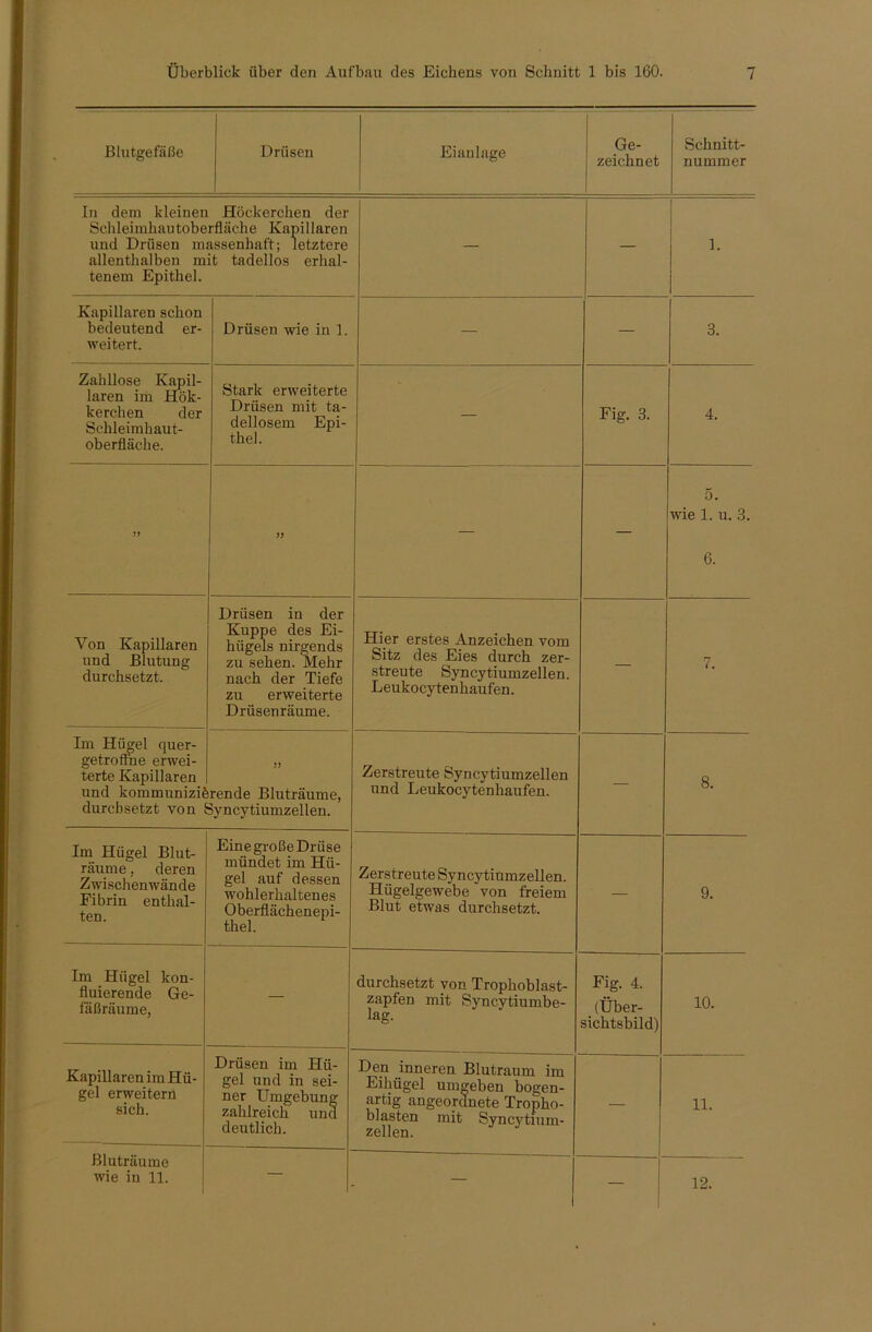 Blutgefäße Drüsen Eianlage Ge- zeichnet Schnitt- nummer In dem kleinen Höckerchen der Schleimkautoberfläche Kapillaren und Drüsen massenhaft; letztere allenthalben mit tadellos erhal- tenem Epithel. — — 1. Kapillaren schon bedeutend er- weitert. Drüsen wie in 1. — — 3. Zahllose Kapil- laren im Hök- kerchen der Schleimhaut- oberfläche. Stark erweiterte Drüsen mit ta- dellosem Epi- thel. — Fig. 3. 4. >> — — 5. wie 1. u. 3. 6. Von Kapillaren und Blutung durchsetzt. Drüsen in der Kuppe des Ei- hügels nirgends zu sehen. Mehr nach der Tiefe zu erweiterte Drüsenräume. Hier erstes Anzeichen vom Sitz des Eies durch zer- streute Syncytiumzellen. Leukocytenhaufen. — 7. Im Hügel quer- getroflhe erwei- terte Kapillaren und kommunizife durchsetzt von J rende Bluträume, Syncytiumzellen. Zerstreute Syncytiumzellen und Leukocytenhaufen. — 8. Im Hügel Blut- räume , deren Zwischenwände Fibrin enthal- ten. Eine große Drüse mündet im Hü- gel auf dessen wohlerhaltenes Oberflächenepi- thel. Zerstreute Syncytiumzellen. Hügelgewebe von freiem Blut etwas durchsetzt. — 9. Im Hügel kon- fluierende Ge- fäßräume, — durchsetzt von Trophoblast- zapfen mit Syncytiumbe- lag. Fig. 4. (Über- sichtsbild) 10. Kapillaren im Hü- gel erweitern sich. Drüsen im Hü- gel und in sei- ner Umgebung zahlreich und deutlich. Den inneren Blutraum im Eihügel umgeben bogen- artig angeordnete Tropho- blasten mit Syncytium- zellen. — 11. ßluträume wie in 11. — — — 12.