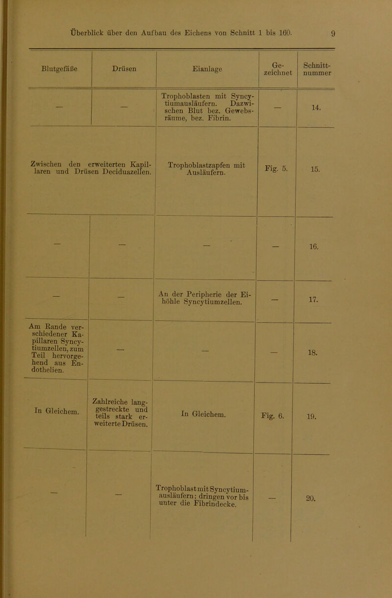 Blutgefäße Drüsen Eianlage Ge- zeichnet Schnitt- nummer — — Trophoblasten mit Syncy- tiumausläufern. Dazwi- schen Blut bez. Gewebs- räume, bez. Fibrin. — 14. Zwischen den erweiterten Kapil- laren und Drüsen Deciduazellen. Trophoblastzapfen mit Ausläufern. Fig. 5. 15. — — — 16. — An der Peripherie der Ei- höhle Syncytiumzellen. — 17. Am Rande ver- schiedener Ka- pillaren Syncy- tiumzellen, zum Teil kervorge- hend aus En- dothelien. — — — 18. In Gleichem. Zahlreiche lang- gestreckte und teils stark er- weiterte Drüsen. In Gleichem. Fig. 6. 19. — Trophoblast mit Syncy tium- ausläufern; dringen vor bis unter die Fibrindecke. — 20.