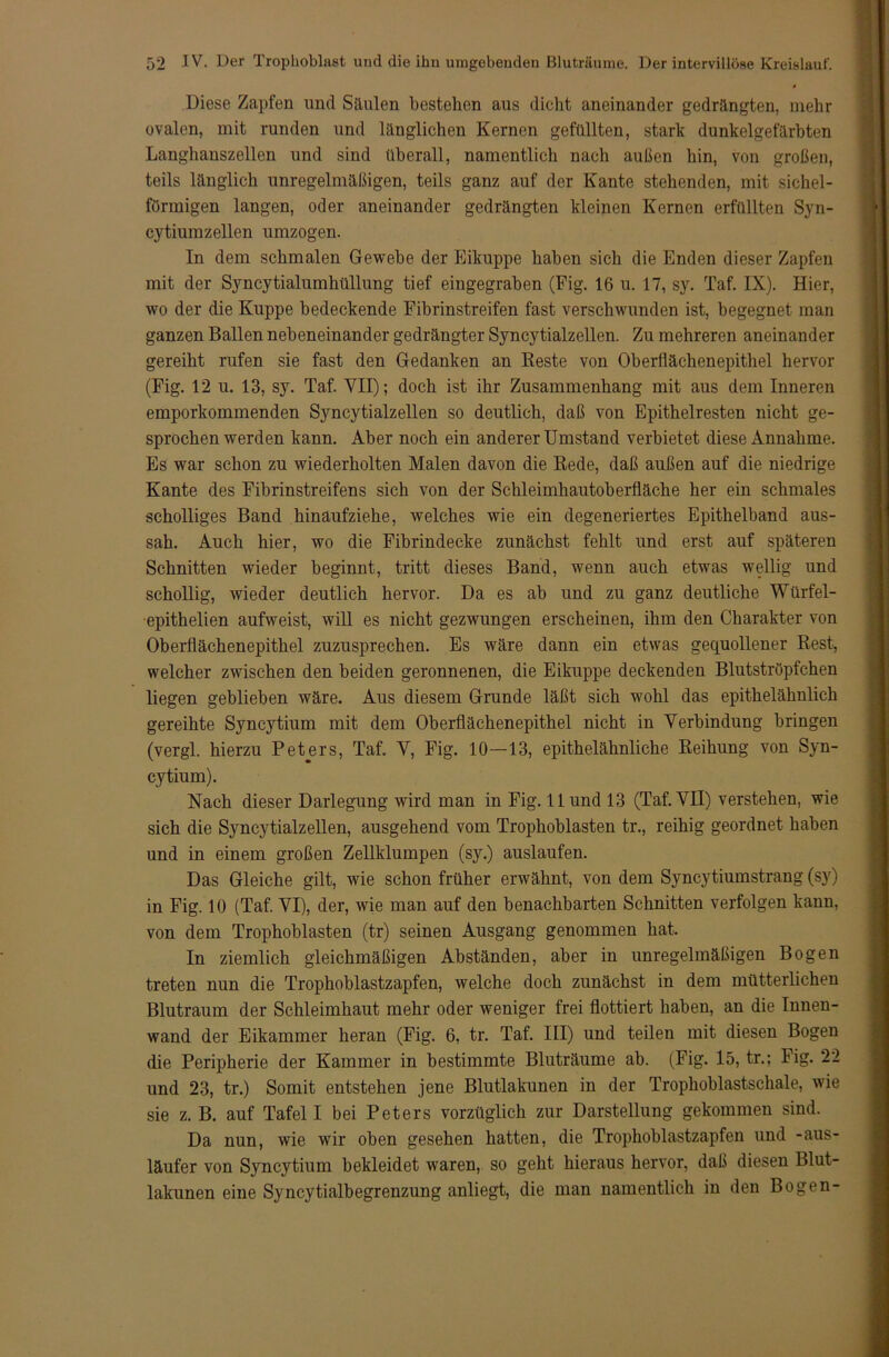 Diese Zapfen und Säulen bestehen aus «licht aneinander gedrängten, mehr ovalen, mit runden und länglichen Kernen gefüllten, stark dunkelgefärbten Langhanszeilen und sind überall, namentlich nach außen hin, von großen, teils länglich unregelmäßigen, teils ganz auf der Kante stehenden, mit sichel- förmigen langen, oder aneinander gedrängten kleinen Kernen erfüllten Syn- cytiumzellen umzogen. In dem schmalen Gewebe der Eikuppe haben sich die Enden dieser Zapfen mit der Syncytialumhüllung tief eingegraben (Fig. 16 u. 17, sy. Taf. IX). Hier, wo der die Kuppe bedeckende Fibrinstreifen fast verschwunden ist, begegnet man ganzen Ballen nebeneinander gedrängter Syncytialzellen. Zu mehreren aneinander gereiht rufen sie fast den Gedanken an Reste von Oberflächenepithel hervor (Fig. 12 u. 13, sy. Taf. VII); doch ist ihr Zusammenhang mit aus dem Inneren emporkommenden Syncytialzellen so deutlich, daß von Epithelresten nicht ge- sprochenwerden kann. Aber noch ein anderer Umstand verbietet diese Annahme. Es war schon zu wiederholten Malen davon die Rede, daß außen auf die niedrige Kante des Fibrinstreifens sich von der Schleimhautoberfläche her ein schmales scholliges Band hinaufziehe, welches wie ein degeneriertes Epithelband aus- sah. Auch hier, wo die Fibrindecke zunächst fehlt und erst auf späteren Schnitten wieder beginnt, tritt dieses Band, wenn auch etwas wellig und schollig, wieder deutlich hervor. Da es ab und zu ganz deutliche Würfel- epithelien aufweist, will es nicht gezwungen erscheinen, ihm den Charakter von Oberflächenepithel zuzusprechen. Es wäre dann ein etwas gequollener Rest, welcher zwischen den beiden geronnenen, die Eikuppe deckenden Blutströpfchen liegen geblieben wäre. Aus diesem Grunde läßt sich wohl das epithelähnlich gereihte Syncytium mit dem Oberflächenepithel nicht in Verbindung bringen (vergl. hierzu Peters, Taf. V, Fig. 10—13, epithelähnliche Reihung von Syn- cytium). Nach dieser Darlegung wird man in Fig. 11 und 13 (Taf. VII) verstehen, wie sich die Syncytialzellen, ausgehend vom Trophoblasten tr., reihig geordnet haben und in einem großen Zellklumpen (sy.) auslaufen. Das Gleiche gilt, wie schon früher erwähnt, von dem Syncytiumstrang (sy) in Fig. 10 (Taf. VI), der, wie man auf den benachbarten Schnitten verfolgen kann, von dem Trophoblasten (tr) seinen Ausgang genommen hat. In ziemlich gleichmäßigen Abständen, aber in unregelmäßigen Bogen treten nun die Trophoblastzapfen, welche doch zunächst in dem mütterlichen Blutraum der Schleimhaut mehr oder weniger frei flottiert haben, an die Innen- wand der Eikammer heran (Fig. 6, tr. Taf. III) und teilen mit diesen Bogen die Peripherie der Kammer in bestimmte Bluträume ab. (Fig. 15, tr.; Fig. 22 und 23, tr.) Somit entstehen jene Blutlakunen in der Trophoblastschale, wie sie z. B. auf Tafel I bei Peters vorzüglich zur Darstellung gekommen sind. Da nun, wie wir oben gesehen hatten, die Trophoblastzapfen und -aus- läufer von Syncytium bekleidet waren, so geht hieraus hervor, daß diesen Blut- lakunen eine Syncytialbegrenzung anliegt, die man namentlich in den Bogen-