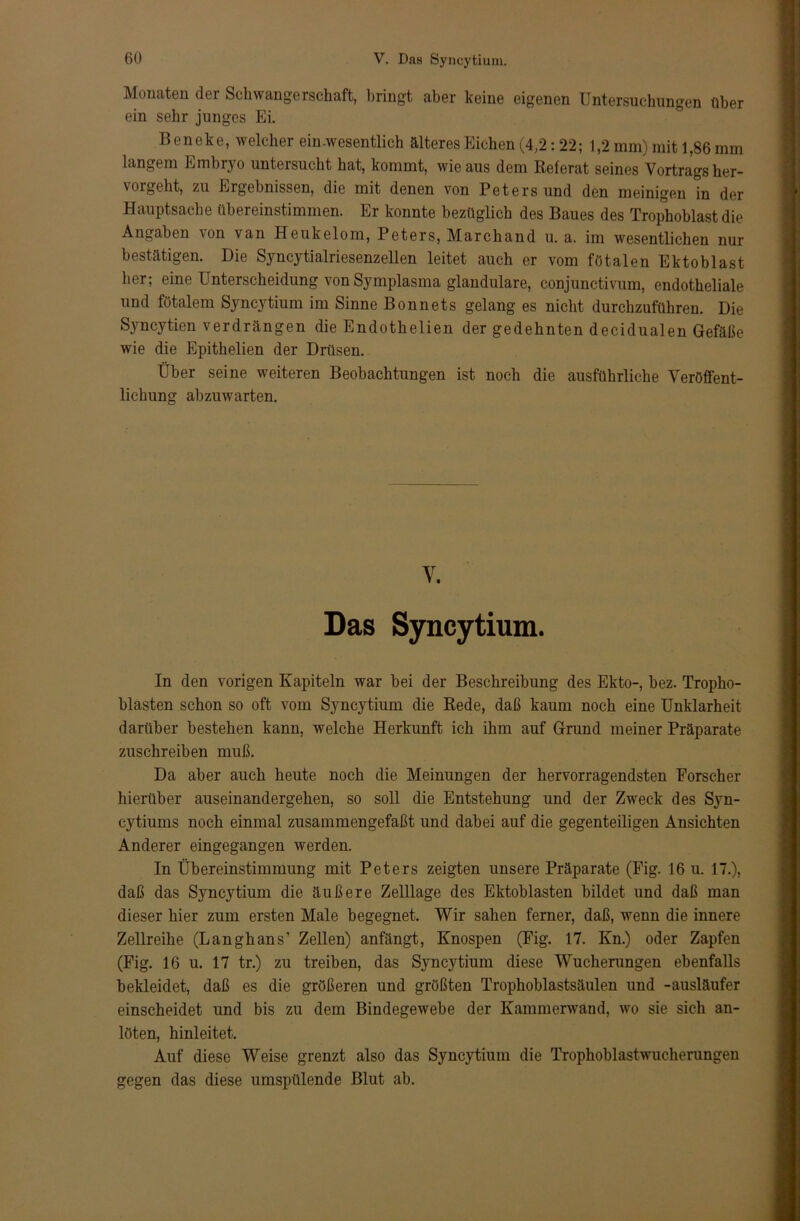 Monaten dei Schwangerschaft, bringt aber keine eigenen Untersuchungen über ein sehr junges Ei. Beneke, welcher ein.wesentlich älteres Eichen (4,2: 22; 1,2 mm) mit 1,86 mm langem Embryo untersucht hat, kommt, wie aus dem Referat seines Vortrags her- vorgeht, zu Ergebnissen, die mit denen von Petersund den meinigen in der Hauptsache übereinstimmen. Er konnte bezüglich des Baues des Trophoblast die Angaben \on van Heukelom, Peters, Marchand u. a. im wesentlichen nur bestätigen. Die Syncytialriesenzellen leitet auch er vom fötalen Ektoblast her; eine Unterscheidung von Symplasma glanduläre, conjunctivum, endotheliale und fötalem Syncytium im Sinne Bonnets gelang es nicht durchzuführen. Die Syncytien verdrängen die Endothelien der gedehnten decidualen Gefäße wie die Epithelien der Drüsen. Über seine weiteren Beobachtungen ist noch die ausführliche Veröffent- lichung abzuwarten. V. Das Syncytium. In den vorigen Kapiteln war bei der Beschreibung des Ekto-, bez. Tropho- blasten schon so oft vom Syncytium die Rede, daß kaum noch eine Unklarheit darüber bestehen kann, welche Herkunft ich ihm auf Grund meiner Präparate zuschreiben muß. Da aber auch heute noch die Meinungen der hervorragendsten Forscher hierüber auseinandergehen, so soll die Entstehung und der Zweck des Syn- cytiums noch einmal zusammengefaßt und dabei auf die gegenteiligen Ansichten Anderer eingegangen werden. In Übereinstimmung mit Peters zeigten unsere Präparate (Fig. 16 u. 17.), daß das Syncytium die äußere Zelllage des Ektoblasten bildet und daß man dieser hier zum ersten Male begegnet. Wir sahen ferner, daß, wenn die innere Zellreihe (Langhans’ Zellen) anfängt, Knospen (Fig. 17. Kn.) oder Zapfen (Fig. 16 u. 17 tr.) zu treiben, das Syncytium diese Wucherungen ebenfalls bekleidet, daß es die größeren und größten Trophoblastsäulen und -ausläufer einscheidet und bis zu dem Bindegewebe der Kammerwand, wo sie sich an- löten, hinleitet. Auf diese Weise grenzt also das Syncytium die Trophoblastwucherungen gegen das diese umspülende Blut ab.