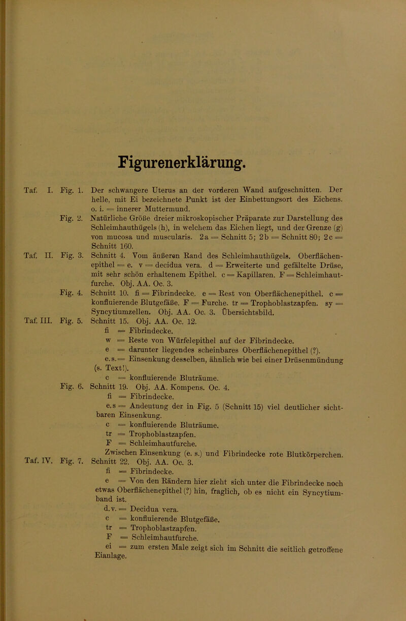 Figurenerklärung. Taf. I. Fig. 1. Fig. 2. Taf. II. Fig. 3. Fig. 4. Taf. III. Fig. 5. Fig. 6. Taf. IV. Fig. 7. Der schwangere Uterus an der vorderen Wand aufgeschnitten. Der helle, mit Ei bezeichnete Punkt ist der Einbettungsort des Eichens. o. i. = innerer Muttermund. Natürliche Größe dreier mikroskopischer Präparate zur Darstellung des Schleimhauthügels (h), in welchem das Eichen liegt, und der Grenze (g) von mucosa und muscularis. 2a = Schnitt 5; 2b = Schnitt 80; 2c = Schnitt 160. Schnitt 4. Vom äußeren Rand des Schleimhauthügels. Oberflächen- epithel = e. v = decidua vera. d = Erweiterte und gefältelte Drüse, mit sehr schön erhaltenem Epithel, c = Kapillaren. F = Schleimhaut- furche. Obj. AA. Oc. 3. Schnitt 10. fl = Fibrindecke, e = Rest von Oberflächenepithel, c = konfluierende Blutgefäße. F = Furche, tr = Trophoblastzapfen, sy = Syncytiumzellen. Obj. AA. Oc. 3. Übersichtsbild. Schnitt 15. Obj. AA. Oc. 12. fl = Fibrindecke. w = Reste von Würfel epithel auf der Fibrindecke, e = darunter liegendes scheinbares Oberflächenepithel (?). e. s.— Einsenkung desselben, ähnlich wie bei einer Drüsenmündung (s. Text!). c = konfluierende Bluträume. Schnitt 19. Obj. AA. Kompens. Oc. 4. fl = Fibrindecke. e.s= Andeutung der in Fig. 5 (Schnitt 15) viel deutlicher sicht- baren Einsenkung. c = konfluierende Bluträume, tr = Trophoblastzapfen. F = Schleimhautfurche. Zwischen Einsenkung (e. s.) und Fibrindecke rote Blutkörperchen. Schnitt 22. Obj. AA. Oc. 3. fi — Fibrindecke. e = Von den Rändern hier zieht sich unter die Fibrindecke noch etwas Oberflächenepithel (?) hin, fraglich, ob es nicht ein Syncytium- band ist. d.v. = Decidua vera. c = konfluierende Blutgefäße, tr = Trophoblastzapfen. F = Schleimhautfurche. ei = zum ersten Male zeigt sich im Schnitt die seitlich getroffene Eiaulage.