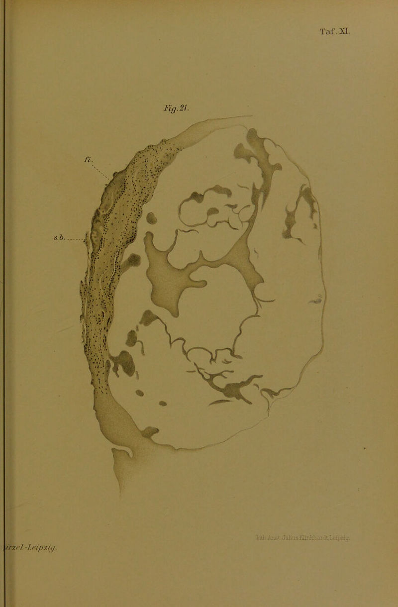 Taf. XI. Fixj.21. irwl -leipzifj. lith Jizjii. J alius IQiriKhai ch. Leipzig.
