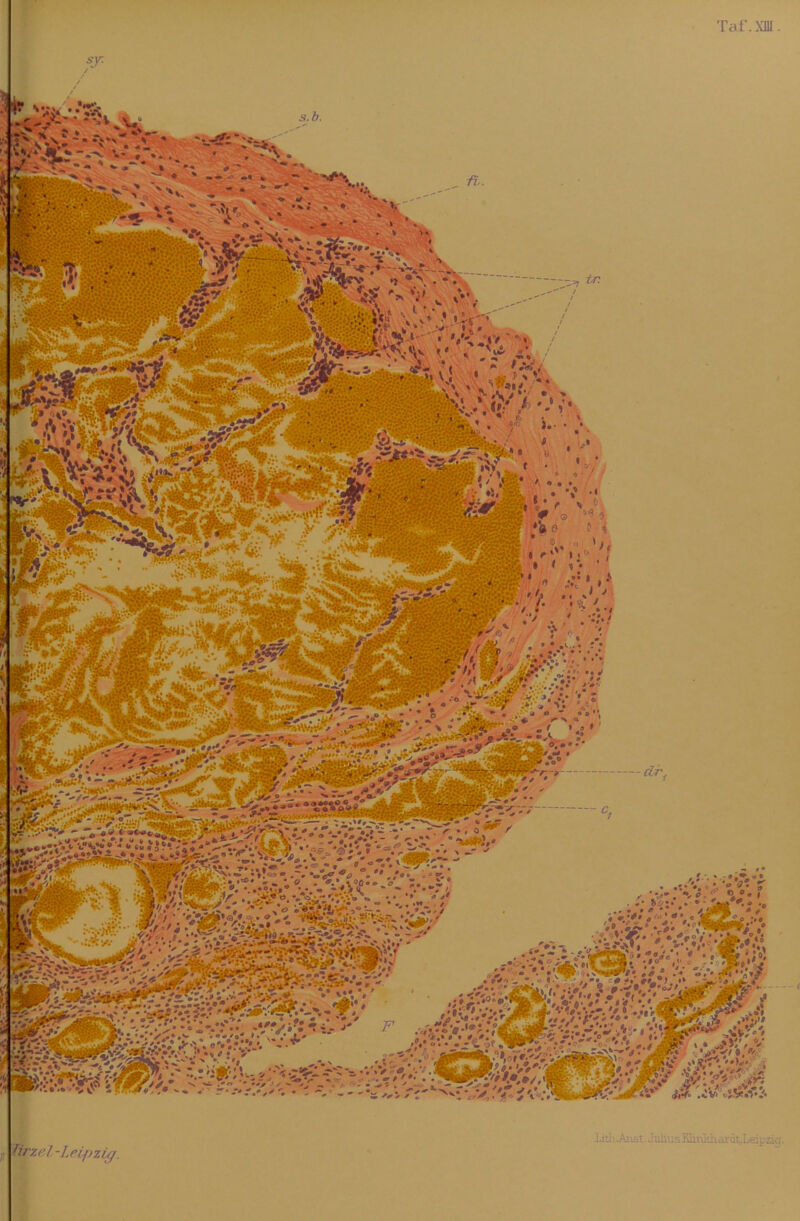 Taf. XIII. / mR liti .As., t.Julir.sHirädiardt.Leipaa. n tirzel-Leipzig.