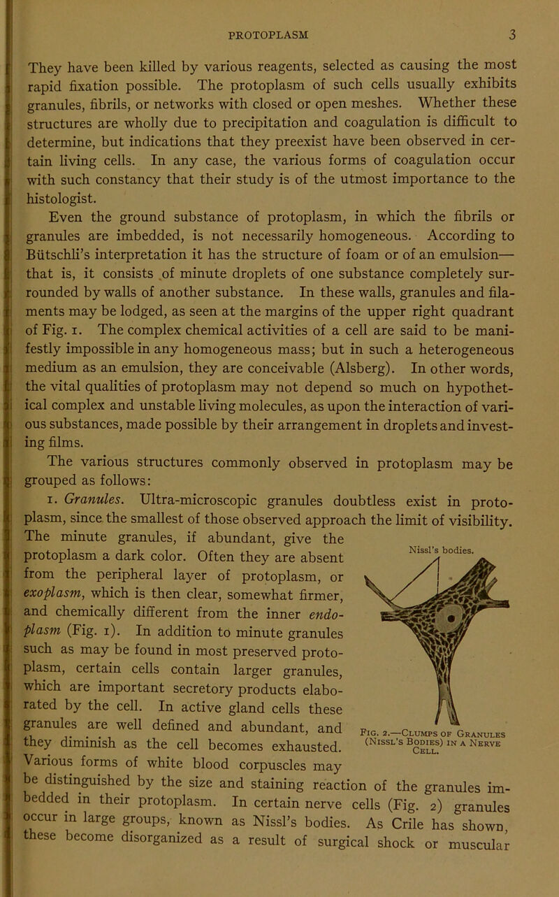 They have been killed by various reagents, selected as causing the most rapid fixation possible. The protoplasm of such cells usually exhibits granules, fibrils, or networks with closed or open meshes. Whether these structures are wholly due to precipitation and coagulation is difficult to determine, but indications that they preexist have been observed in cer- tain living cells. In any case, the various forms of coagulation occur with such constancy that their study is of the utmost importance to the histologist. Even the ground substance of protoplasm, in which the fibrils or granules are imbedded, is not necessarily homogeneous. According to Biitschli’s interpretation it has the structure of foam or of an emulsion— that is, it consists of minute droplets of one substance completely sur- rounded by walls of another substance. In these walls, granules and fila- ments may be lodged, as seen at the margins of the upper right quadrant of Fig. i. The complex chemical activities of a cell are said to be mani- festly impossible in any homogeneous mass; but in such a heterogeneous medium as an emulsion, they are conceivable (Alsberg). In other words, the vital qualities of protoplasm may not depend so much on hypothet- ical complex and unstable living molecules, as upon the interaction of vari- ous substances, made possible by their arrangement in droplets and invest- ing films. The various structures commonly observed in protoplasm may be grouped as follows: i. Granules. Ultra-microscopic granules doubtless exist in proto- plasm, since the smallest of those observed approach the limit of visibility. The minute granules, if abundant, give the protoplasm a dark color. Often they are absent from the peripheral layer of protoplasm, or exoplasm, which is then clear, somewhat firmer, and chemically different from the inner endo- plasm (Fig. i). In addition to minute granules such as may be found in most preserved proto- plasm, certain cells contain larger granules, which are important secretory products elabo- rated by the cell. In active gland cells these granules are well defined and abundant, and they diminish as the cell becomes exhausted. Various forms of white blood corpuscles may be distinguished by the size and staining reaction of the granules im- bedded in their protoplasm. In certain nerve cells (Fig. 2) granules occur in large groups, known as Nissl’s bodies. As Crile has shown these become disorganized as a result of surgical shock or muscular Nissl's bodies. Fig. 2.—Clumps of Granules (Nissl's Bodies) in a Nerve Cell.