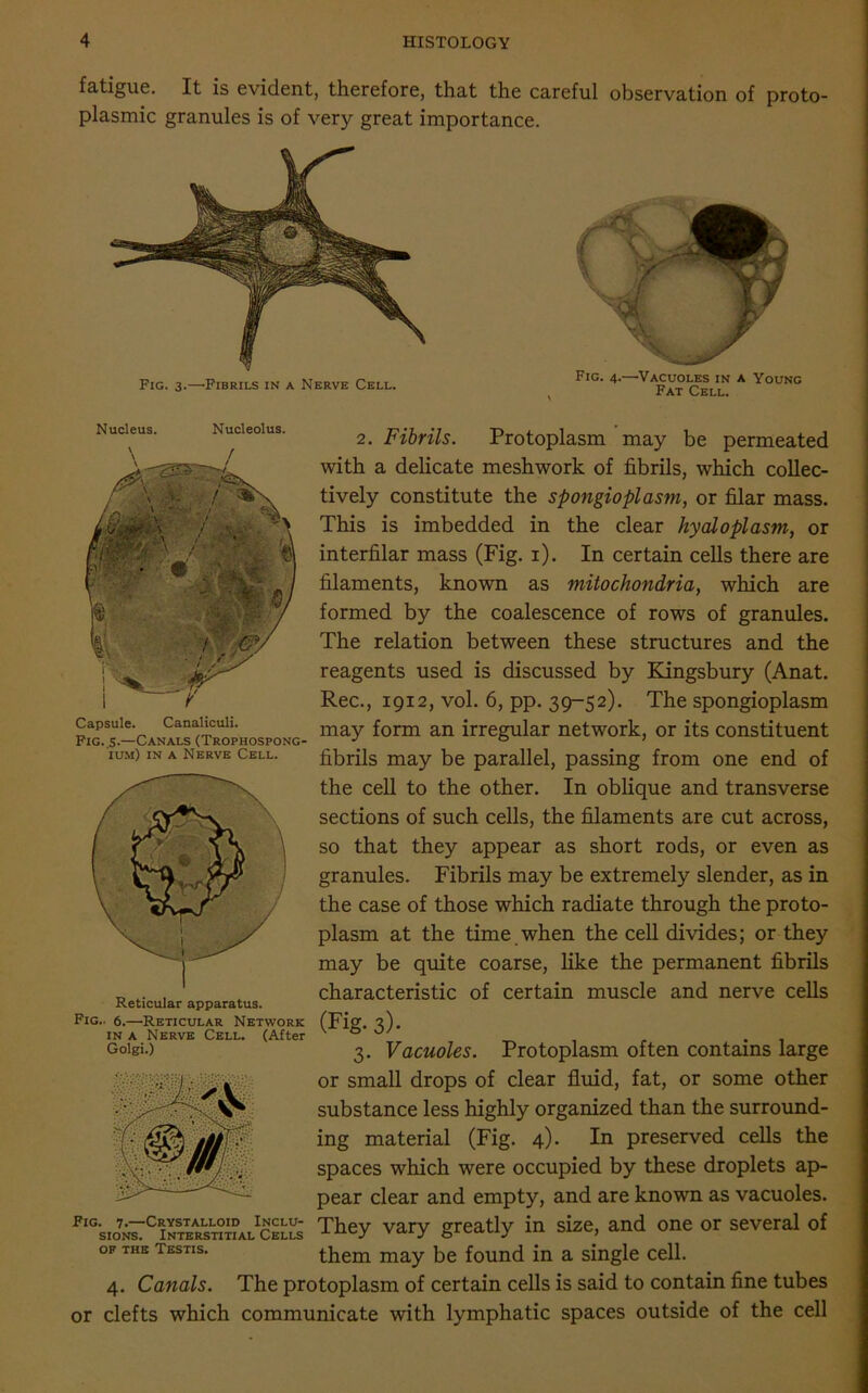 fatigue. It is evident, therefore, that the careful observation of proto- plasmic granules is of very great importance. Nucleus. Nucleolus. Capsule. Canaliculi. Fig..s-—Canals (Trophospong- ium) in a Nerve Cell. Reticular apparatus. Fig.. 6.—Reticular Network in a Nerve Cell. (After Golgi.) Fig. 7.—Crystalloid Inclu- sions. Interstitial Cells op the Testis. 2. Fibrils. Protoplasm may be permeated with a delicate meshwork of fibrils, which collec- tively constitute the spongioplasm, or filar mass. This is imbedded in the clear hyaloplasm, or interfilar mass (Fig. 1). In certain cells there are filaments, known as mitochondria, which are formed by the coalescence of rows of granules. The relation between these structures and the reagents used is discussed by Kingsbury (Anat. Rec., 1912, vol. 6, pp. 39-52). The spongioplasm may form an irregular network, or its constituent fibrils may be parallel, passing from one end of the cell to the other. In oblique and transverse sections of such cells, the filaments are cut across, so that they appear as short rods, or even as granules. Fibrils may be extremely slender, as in the case of those which radiate through the proto- plasm at the time when the cell divides; or they may be quite coarse, like the permanent fibrils characteristic of certain muscle and nerve cells (Fig. 3). 3. Vacuoles. Protoplasm often contains large or small drops of clear fluid, fat, or some other substance less highly organized than the surround- ing material (Fig. 4). In preserved cells the spaces which were occupied by these droplets ap- pear clear and empty, and are known as vacuoles. They vary greatly in size, and one or several of them may be found in a single cell. 4. Canals. The protoplasm of certain cells is said to contain fine tubes or clefts which communicate with lymphatic spaces outside of the cell