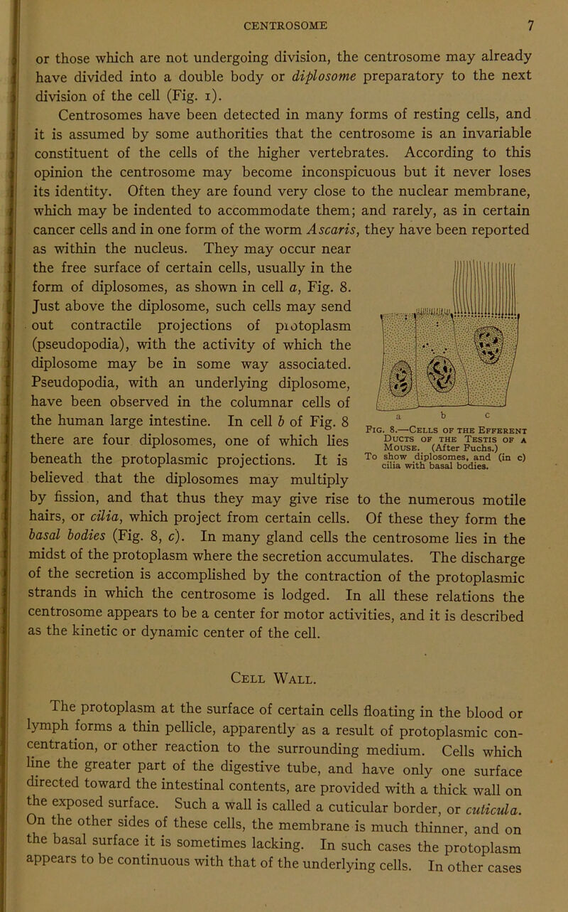 or those which are not undergoing division, the centrosome may already have divided into a double body or diplosome preparatory to the next division of the cell (Fig. i). Centrosomes have been detected in many forms of resting cells, and it is assumed by some authorities that the centrosome is an invariable constituent of the cells of the higher vertebrates. According to this opinion the centrosome may become inconspicuous but it never loses its identity. Often they are found very close to the nuclear membrane, which may be indented to accommodate them; and rarely, as in certain cancer cells and in one form of the worm Ascaris, they have been reported as within the nucleus. They may occur near the free surface of certain cells, usually in the form of diplosomes, as shown in cell a, Fig. 8. Just above the diplosome, such cells may send out contractile projections of protoplasm (pseudopodia), with the activity of which the diplosome may be in some way associated. Pseudopodia, with an underlying diplosome, have been observed in the columnar cells of the human large intestine. In cell b of Fig. 8 there are four diplosomes, one of which lies beneath the protoplasmic projections. It is believed that the diplosomes may multiply by fission, and that thus they may give rise to the numerous motile hairs, or cilia, which project from certain cells. Of these they form the basal bodies (Fig. 8, c). In many gland cells the centrosome lies in the midst of the protoplasm where the secretion accumulates. The discharge of the secretion is accomplished by the contraction of the protoplasmic strands in which the centrosome is lodged. In all these relations the centrosome appears to be a center for motor activities, and it is described as the kinetic or dynamic center of the cell. Fig. 8.—Cells of the Efferent Ducts of the Testis of a Mouse. (After Fuchs.) To show diplosomes, and (in c) cilia with basal bodies. Cell Wall. The protoplasm at the surface of certain cells floating in the blood or lymph forms a thin pellicle, apparently as a result of protoplasmic con- centration, or other reaction to the surrounding medium. Cells which line the greater part of the digestive tube, and have only one surface directed toward the intestinal contents, are provided with a thick wall on the exposed surface. Such a wall is called a cuticular border, or cuticula. On the other sides of these cells, the membrane is much thinner, and on the basal surface it is sometimes lacking. In such cases the protoplasm appears to be continuous with that of the underlying cells. In other cases