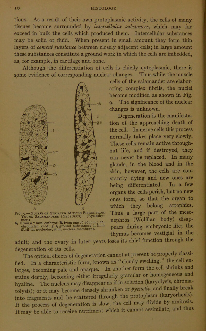 tions. As a result of their own protoplasmic activity, the cells of many tissues become surrounded by intercellular substances, which may far exceed in bulk the cells which produced them. Intercellular substances may be solid or fluid. When present in small amount they form thin layers of cement substance between closely adjacent cells; in large amount these substances constitute a ground work in which the cells are imbedded, as, for example, in cartilage and bone. Although the differentiation of cells is chiefly cytoplasmic, there is some evidence of corresponding nuclear changes. Thus while the muscle cells of the salamander are elabor- ating complex fibrils, the nuclei become modified as shown in Fig. 9. The significance of the nuclear changes is unknown. Degeneration is the manifesta- tion of the approaching death of the cell. In nerve cells this process normally takes place very slowly. These cells remain active through- out life, and if destroyed, they can never be replaced. In many glands, in the blood and in the skin, however, the cells are con- stantly dying and new ones are being differentiated. In a few organs the cells perish, but no new ones form, so that the organ to which they belong atrophies. Thus a large part of the meso- nephros (Wolffian body) disap- limn pears during embryonic life; the thymus becomes vestigial in the Fig. 9.—'Nuclei of Striated Muscle Fibers from Young Salamanders (Necturus). (Eycleshy- mer.) A, From a 7 mm. embryo; B, from one of 26 mm.; cn, chromatin knot; g. s, ground substance; 1, linin fibril; n, nucleolus; n.m, nuclear membrane. adult; and the ovary in later years loses its chief function through the degeneration of its cells. The optical effects of degeneration cannot at present be properly classi- fied. In a characteristic form, known as “cloudy swelling,” the cell en- larges, becoming pale and opaque. In another form the cell shrinks and stains deeply, becoming either irregularly granular or homogeneous and hyaline. The nucleus may disappear as if in solution (karyolysis, chroma- tolysis); or it may become densely shrunken or pycnotic, and finally break into fragments and be scattered through the protoplasm (karyorhexis). If the process of degeneration is slow, the cell may divide by amitosis. It may be able to receive nutriment which it cannot assimilate, and thus