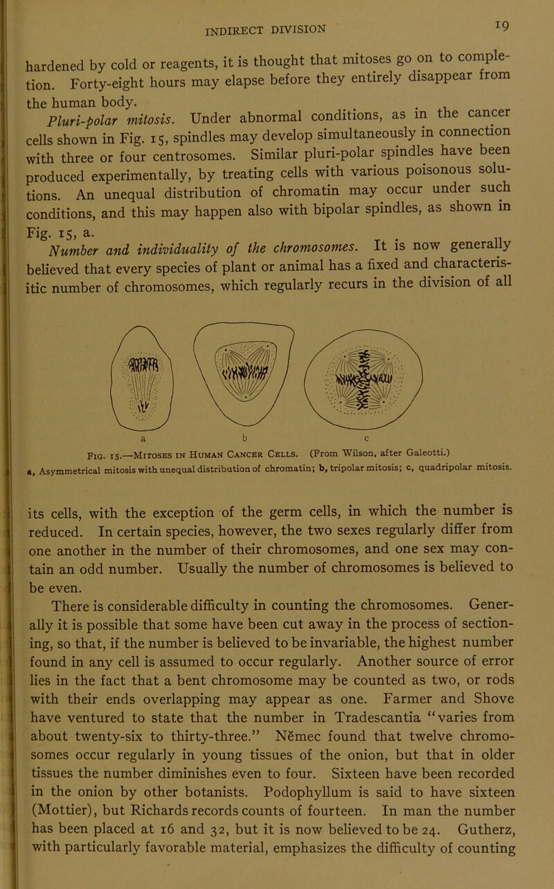 hardened by cold or reagents, it is thought that mitoses go on to comple- tion. Forty-eight hours may elapse before they entirely disappear from the human body. . . Pluri-polar mitosis. Under abnormal conditions, as in the cancer cells shown in Fig. 15, spindles may develop simultaneously in connection with three or four centrosomes. Similar pluri-polar spindles have been produced experimentally, by treating cells with various poisonous solu- tions. An unequal distribution of chromatin may occur under such conditions, and this may happen also with bipolar spindles, as shown in Fig- *S, a- T . 11 Number and individuality of the chromosomes. It is now generally believed that every species of plant or animal has a fixed and characteris- itic number of chromosomes, which regularly recurs in the division of all a, Asymmetrical mitosis with unequal distribution of chromatin; b, tripolar mitosis; c, quadripolar mitosis. its cells, with the exception of the germ cells, in which the number is reduced. In certain species, however, the two sexes regularly differ from one another in the number of their chromosomes, and one sex may con- tain an odd number. Usually the number of chromosomes is believed to be even. There is considerable difficulty in counting the chromosomes. Gener- ally it is possible that some have been cut away in the process of section- ing, so that, if the number is believed to be invariable, the highest number found in any cell is assumed to occur regularly. Another source of error lies in the fact that a bent chromosome may be counted as two, or rods with their ends overlapping may appear as one. Farmer and Shove have ventured to state that the number in Tradescantia “varies from about twenty-six to thirty-three.” Nemec found that twelve chromo- somes occur regularly in young tissues of the onion, but that in older tissues the number diminishes even to four. Sixteen have been recorded in the onion by other botanists. Podophyllum is said to have sixteen (Mottier), but Richards records counts of fourteen. In man the number has been placed at 16 and 32, but it is now believed to be 24. Gutherz, with particularly favorable material, emphasizes the difficulty of counting