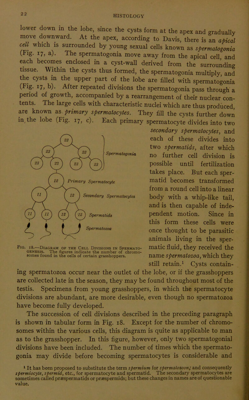 lower down in the lobe, since the cysts form at the apex and gradually move downward. At the apex, according to Davis, there is an apical cell which is surrounded by young sexual cells known as spermatogonia (Flg- 17, a). The spermatogonia move away from the apical cell, and each becomes enclosed in a cyst-wall derived from the surrounding tissue. Within the cysts thus formed, the spermatogonia multiply and the cysts in the upper part of the lobe are filled with spermatogonia (Fig. 17, b). After repeated divisions the spermatogonia pass through a period of growth, accompanied by a rearrangement of their nuclear con- tents. The large cells with characteristic nuclei which are thus produced are known as primary spermatocytes. They fill the cysts further down in-the lobe (Fig. 17, c). Each primary spermatocyte divides into two Spermatogonia 12 J Primary Spermatocyte Secondary Spermatocytes W Spermatids Spermatozoa secondary spermatocytes, and each of these divides into two spermatids, after which no further cell division is possible until fertilization takes place. But each sper- matid becomes transformed from a round cell into a linear body with a whip-like tail, and is then capable of inde- pendent motion. Since in this form these cells were once thought to be parasitic animals living in the sper- Fig. 18.—Diagram of the Cell Divisions in Spermato- matic fluid, they received the genesis. The figures indicate the number of chromo- . somes found in the cells of certain grasshoppers. name SpemiatOZOa, Which they still retain.1 Cysts contain- ing spermatozoa occur near the outlet of the lobe, or if the grasshoppers are collected late in the season, they may be found throughout most of the testis. Specimens from young grasshoppers, in which the spermatocyte divisions are abundant, are more desirable, even though no spermatozoa have become fully developed. The succession of cell divisions described in the preceding paragraph is shown in tabular form in Fig. 18. Except for the number of chromo- somes within the various cells, this diagram is quite as applicable to man as to the grasshopper. In this figure, however, only two spermatogonial divisions have been included. The number of times which the spermato- gonia may divide before becoming spermatocytes is considerable and 1 It has been proposed to substitute the term spermium for spermatozoon; and consequently spermiocyte, spermid, etc., for spermatocyte and spermatid. The secondary spermatocytes are sometimes called praespermatids or praespermids; but these changes in names are of questionable value.