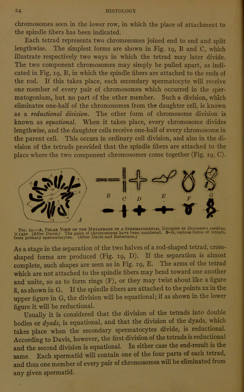 chromosomes seen in the lower row, in which the place of attachment to the spindle fibers has been indicated. Each tetrad represents two chromosomes joined end to end and split lengthwise. The simplest forms are shown in Fig. 19, B and C, which illustrate respectively two ways in which the tetrad may later divide. The two component chromosomes may simply be pulled apart, as indi- cated in Fig, 19, B, in which the spindle fibers are attached to the ends of the rod. If this takes place, each secondary spermatocyte will receive one member of every pair of chromosomes which occurred in the sper- matogonium, but no part of the other member. Such a division, which eliminates one-half of the chromosomes from the daughter cell, is known as a reductional division. The other form of chromosome division is known as equational. When it takes place, every chromosome divides lengthwise, and the daughter cells receive one-half of every chromosome in the parent cell. This occurs in ordinary cell division, and also in the di- vision of the tetrads provided that the spindle fibers are attached to the place where the two component chromosomes come together (Fig. 19, C). pIG- I9. a. Polar View of the Metaphase of a Spermatogenial Division in Dissosteira Carolina. X 1450 (After Davis.) The pairs of chromosomes have been numbered. B-Gf various forms of tetrads, from primary spermatocytes. (AJter Davis and Robertson.) As a stage in the separation of the two halves of a rod-shaped tetrad, cross- shaped forms are produced (Fig. 19, D). If the separation is almost complete, such shapes are seen as in Fig. 19, E. The arms of the tetrad which are not attached to the spindle fibers may bend toward one another and unite, so as to form rings (F), or they may twist about like a figure 8, as shown in G. If the spindle fibers are attached to the points xx in the upper figure in G, the division will be equational) if as shown in the lover figure it will be reductional. Usually it is considered that the division of the tetrads into double bodies or dyads, is equational, and that the division of the dyads, which takes place when the secondary spermatocytes divide, is. reductional. According to Davis, however, the first division of the tetrads is reductional and the second division is equational. In either case the end-result is the same. Each spermatid will contain one of the four parts of each tetrad, and thus one member of every pair of chromosomes will be eliminated from any given spermatid.