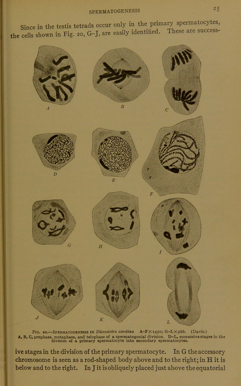 Since in the testis tetrads occur only in the primary spermatocytes, the cells shown in Fig. 20, G-J, are easily identified. These are success- ive stages in the division of the primary spermatocyte. In G the accessory chromosome is seen as a rod-shaped body above and to the right; in H it is below and to the right. In J it is obliquely placed just above the equatorial Pig. 20.—Spermatogenesis in Dissosteira Carolina A-FX1450; G-LX966. (Davis.) A, B, C, prophase, metaphase, and telophase of a spermatogonial division. D-L, successive stages in the division of a primary spermatocyte into secondary spermatocytes.