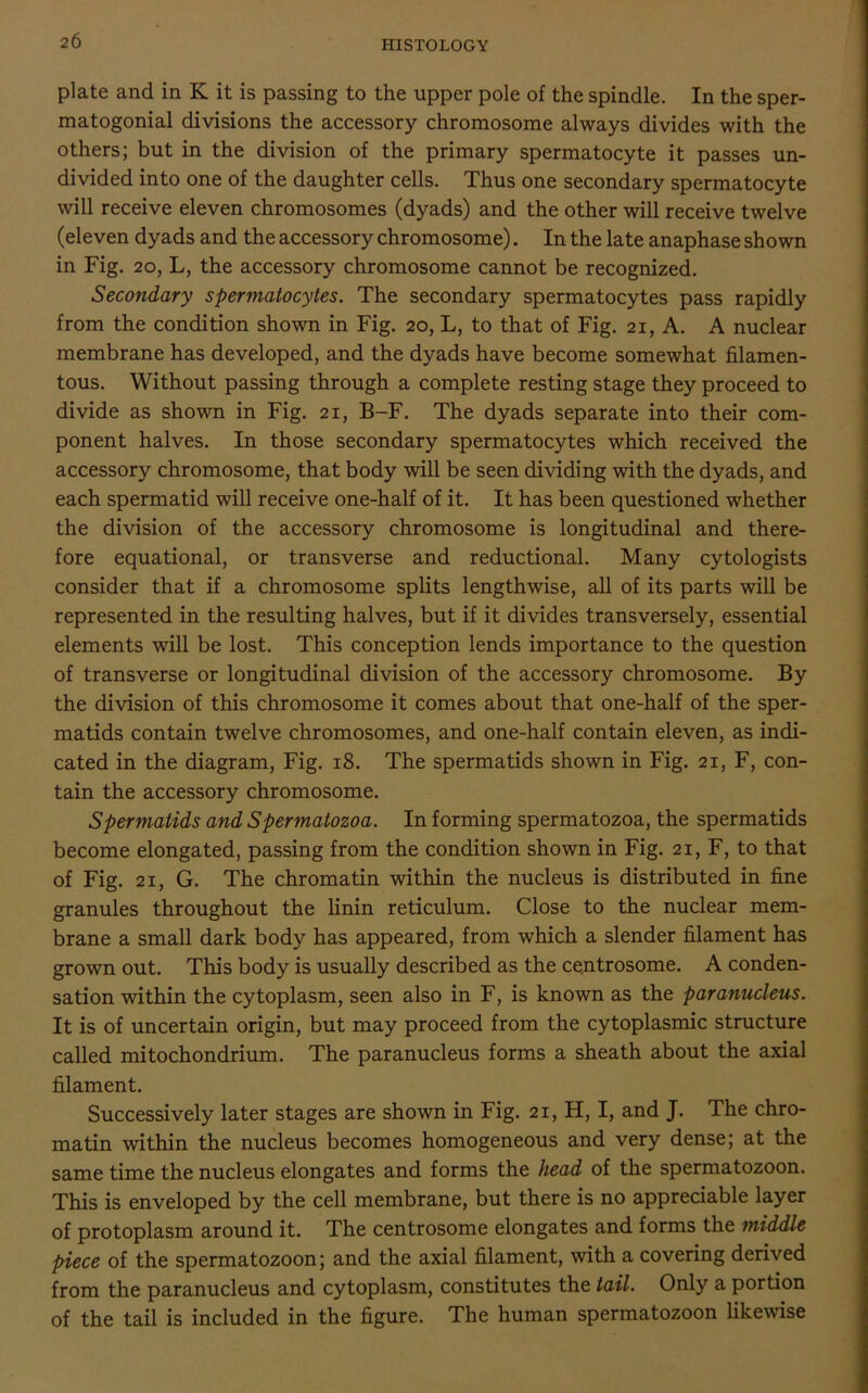plate and in K it is passing to the upper pole of the spindle. In the sper- matogonial divisions the accessory chromosome always divides with the others; but in the division of the primary spermatocyte it passes un- divided into one of the daughter cells. Thus one secondary spermatocyte will receive eleven chromosomes (dyads) and the other will receive twelve (eleven dyads and the accessory chromosome). In the late anaphase shown in Fig. 20, L, the accessory chromosome cannot be recognized. Secondary spermatocytes. The secondary spermatocytes pass rapidly from the condition shown in Fig. 20, L, to that of Fig. 21, A. A nuclear membrane has developed, and the dyads have become somewhat filamen- tous. Without passing through a complete resting stage they proceed to divide as shown in Fig. 21, B-F. The dyads separate into their com- ponent halves. In those secondary spermatocytes which received the accessory chromosome, that body will be seen dividing with the dyads, and each spermatid will receive one-half of it. It has been questioned whether the division of the accessory chromosome is longitudinal and there- fore equational, or transverse and reductional. Many cytologists consider that if a chromosome splits lengthwise, all of its parts will be represented in the resulting halves, but if it divides transversely, essential elements will be lost. This conception lends importance to the question of transverse or longitudinal division of the accessory chromosome. By the division of this chromosome it comes about that one-half of the sper- matids contain twelve chromosomes, and one-half contain eleven, as indi- cated in the diagram, Fig. 18. The spermatids shown in Fig. 21, F, con- tain the accessory chromosome. Spermatids and Spermatozoa. In forming spermatozoa, the spermatids become elongated, passing from the condition shown in Fig. 21, F, to that of Fig. 21, G. The chromatin within the nucleus is distributed in fine granules throughout the linin reticulum. Close to the nuclear mem- brane a small dark body has appeared, from which a slender filament has grown out. This body is usually described as the centrosome. A conden- sation within the cytoplasm, seen also in F, is known as the paranucleus. It is of uncertain origin, but may proceed from the cytoplasmic structure called mitochondrium. The paranucleus forms a sheath about the axial filament. Successively later stages are shown in Fig. 21, H, I, and J. The chro- matin within the nucleus becomes homogeneous and very dense; at the same time the nucleus elongates and forms the head of the spermatozoon. This is enveloped by the cell membrane, but there is no appreciable layer of protoplasm around it. The centrosome elongates and forms the middle piece of the spermatozoon; and the axial filament, with a covering derived from the paranucleus and cytoplasm, constitutes the tail. Only a portion of the tail is included in the figure. The human spermatozoon likewise