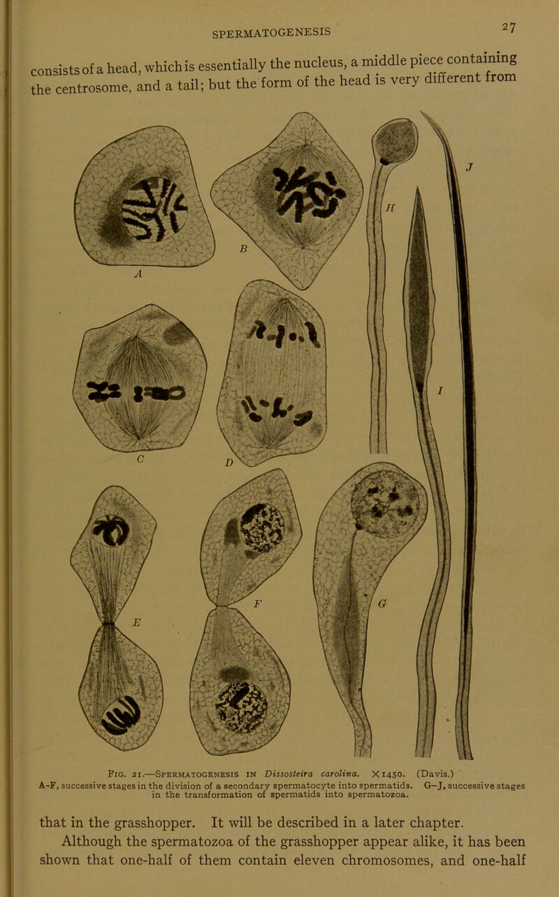 consists of a head, which is essentially the nucleus, a middle piece containing the centrosome, and a tail; but the form of the head is very different from Fig. 21.—Spermatogenesis in Dissosleira Carolina. X1450. (Davis.) A-F, successive stages in the division of a secondary spermatocyte into spermatids. G—J, successive stages in the transformation of spermatids into spermatozoa. that in the grasshopper. It will be described in a later chapter. Although the spermatozoa of the grasshopper appear alike, it has been shown that one-half of them contain eleven chromosomes, and one-half