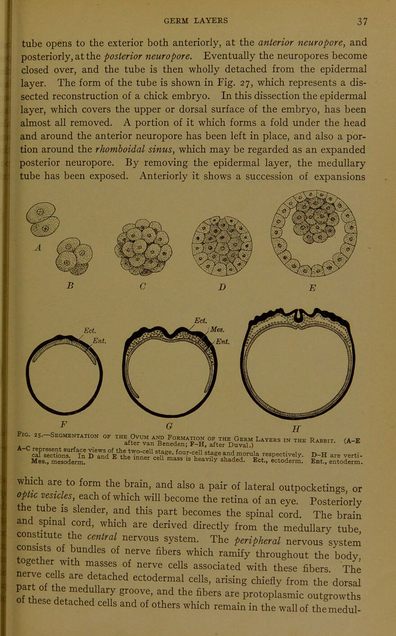 tube opens to the exterior both anteriorly, at the anterior neuropore, and ; posteriorly, at the posterior neuropore. Eventually the neuropores become closed over, and the tube is then wholly detached from the epidermal layer. The form of the tube is shown in Fig. 27, which represents a dis- sected reconstruction of a chick embryo. In this dissection the epidermal layer, which covers the upper or dorsal surface of the embryo, has been almost all removed. A portion of it which forms a fold under the head and around the anterior neuropore has been left in place, and also a por- tion around the rhomboidal sinus, which may be regarded as an expanded posterior neuropore. By removing the epidermal layer, the medullary tube has been exposed. Anteriorly it shows a succession of expansions Ect. Fig. 25. -Segmentation of the Ovum a™ Formation of the Germ Layers in the Rabbit. (A-E after van Beneden; F-H, after Duval.) ^ agsjst which are to form the brain, and also a pair of lateral outpocketings, or ophe vesicles, each of which will become the retina of an eye. Posteriorly t e tube is slender, and this part becomes the spinal cord. The brain and spinal cord, which are derived directly from the medullary tube constitute the central nervous system. The peripheral nervous system °f bundles of nerve fibers which ramify throughout the body, together with masses of nerve cells associated with these fibers The IZToUh are ,dtaChed ectodermal cells, arising chiefly from the dorsal part of the medullary groove, and the fibers are protoplasmic outgrowths ese detached cells and of others which remain in the wall of themedul-
