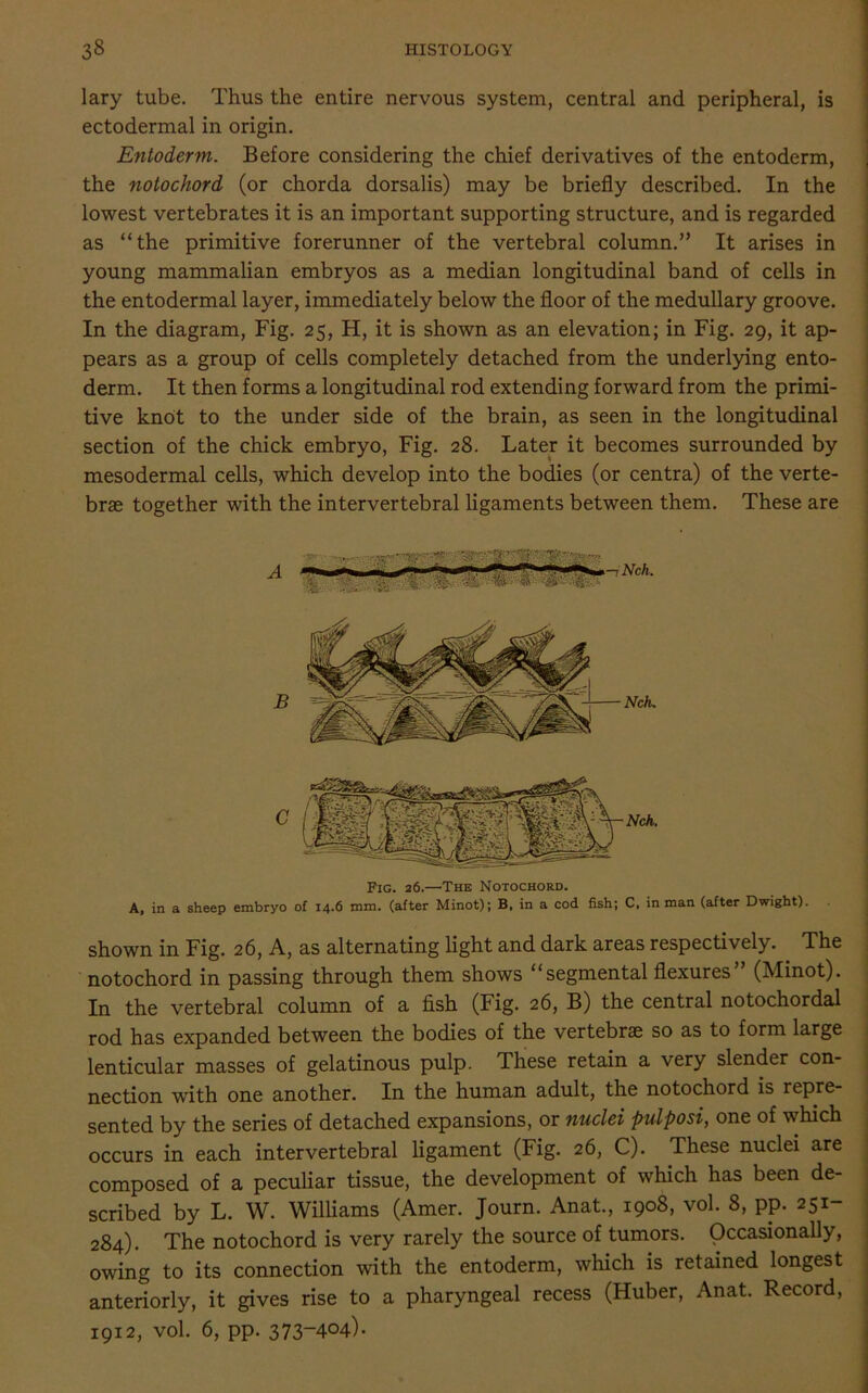 lary tube. Thus the entire nervous system, central and peripheral, is ectodermal in origin. Entoderm. Before considering the chief derivatives of the entoderm, the notochord (or chorda dorsalis) may be briefly described. In the lowest vertebrates it is an important supporting structure, and is regarded as “the primitive forerunner of the vertebral column.” It arises in young mammalian embryos as a median longitudinal band of cells in the entodermal layer, immediately below the floor of the medullary groove. In the diagram, Fig. 25, H, it is shown as an elevation; in Fig. 29, it ap- pears as a group of cells completely detached from the underlying ento- derm. It then forms a longitudinal rod extending forward from the primi- tive knot to the under side of the brain, as seen in the longitudinal section of the chick embryo, Fig. 28. Later it becomes surrounded by mesodermal cells, which develop into the bodies (or centra) of the verte- brae together with the intervertebral ligaments between them. These are Fig. 26.—The Notochord. A, in a sheep embryo of 14.6 mm. (after Minot); B, in a cod fish; C, in man (after Dwight). shown in Fig. 26, A, as alternating light and dark areas respectively. The notochord in passing through them shows “segmental flexures (Minot). In the vertebral column of a fish (Fig. 26, B) the central notochordal rod has expanded between the bodies of the vertebrae so as to form large lenticular masses of gelatinous pulp. These retain a very slender con- nection with one another. In the human adult, the notochord is repre- sented by the series of detached expansions, or nuclei pulposi, one of which occurs in each intervertebral ligament (Fig. 26, C). These nuclei are composed of a peculiar tissue, the development of which has been de- scribed by L. W. Williams (Amer. Journ. Anat., 1908, vol. 8, pp. 251- 284). The notochord is very rarely the source of tumors. Occasionally, owing to its connection with the entoderm, which is retained longest anteriorly, it gives rise to a pharyngeal recess (Huber, Anat. Record, 1912, vol. 6, pp. 373-404)-
