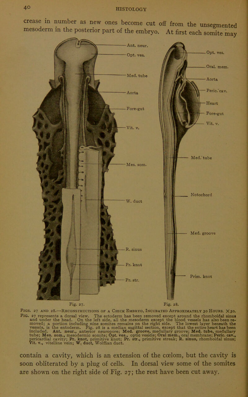 crease in number as new ones become cut off from the unsegmented mesoderm in the posterior part of the embryo. At first each somite may W. duct — R. sinus Pr. knot Pr. str. Med. groove Prim, knot Fig. 27. Fig. 28. Figs. 27 and 28.—Reconstructions of a Chick Embryo, Incubated Approximately 30 Hours. X30. Fig. 27 represents a dorsal view. The ectoderm has been removed except around the rhomboidal sinus and under the head. On the left side, all the mesoderm except the blood vessels has also been re- moved; a portion including nine somites remains on the right side. The lowest layer beneath the vessels, is the entoderm. Fig. 28 is a median sagittal section, except that the entire heart has been included. Ant. neur., anterior neuropore; Med. groove, medullary groove; Med. tube, medullary tube; Mes. som., mesodermic somite; Opt. ves., optic vesicle; Oral mem., oral membrane; Peric. cav., pericardial cavity; Pr. knot, primitive knot; Pr. str., primitive streak; R. sinus, rhomboidal sinus; Vit. v., vitelline vein; W, duct, Wolffian duct. contain a cavity, which is an extension of the coelom, but the cavity is soon obliterated by a plug of cells. In dorsal view some of the somites are shown on the right side of Fig. 27; the rest have been cut away.