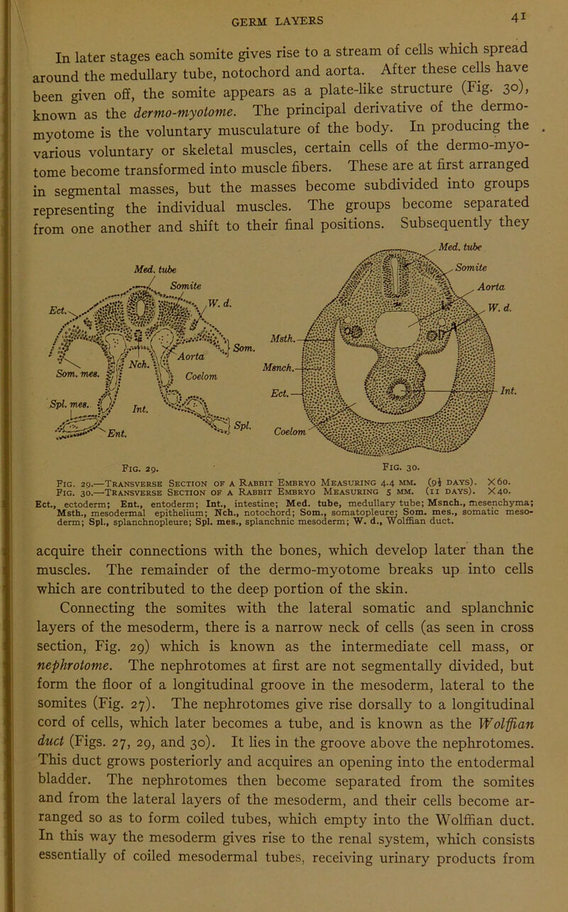 In later stages each somite gives rise to a stream of cells which spread around the medullary tube, notochord and aorta.. After these cells have been given off, the somite appears as a plate-like structure (Fig. 30), known as the dermo-myotome. The principal derivative of the dermo- myotome is the voluntary musculature of the body. In producing the . various voluntary or skeletal muscles, certain cells of the dermo-myo- tome become transformed into muscle fibers. These are at first arranged in segmental masses, but the masses become subdivided into groups representing the individual muscles. The groups become separated from one another and shift to their final positions. Subsequently they Ect., ectoderm; Ent., entoderm; Int., intestine; Med. tube, medullary tube; Msnch., mesenchyma; Msth., mesodermal epithelium; Nch., notochord; Som., somatopleure; Som. mes., somatic meso- derm; Spl., splanchnopleure; Spl. mes., splanchnic mesoderm; W. d., Wolffian duct. acquire their connections with the bones, which develop later than the muscles. The remainder of the dermo-myotome breaks up into cells which are contributed to the deep portion of the skin. Connecting the somites with the lateral somatic and splanchnic layers of the mesoderm, there is a narrow neck of cells (as seen in cross section, Fig. 29) which is known as the intermediate cell mass, or nephrotome. The nephrotomes at first are not segmentally divided, but form the floor of a longitudinal groove in the mesoderm, lateral to the somites (Fig. 27). The nephrotomes give rise dorsally to a longitudinal cord of cells, which later becomes a tube, and is known as the Wolffian duct (Figs. 27, 29, and 30). It lies in the groove above the nephrotomes. This duct grows posteriorly and acquires an opening into the entodermal bladder. The nephrotomes then become separated from the somites and from the lateral layers of the mesoderm, and their cells become ar- ranged so as to form coiled tubes, which empty into the Wolffian duct. In this way the mesoderm gives rise to the renal system, which consists essentially of coiled mesodermal tubes, receiving urinary products from