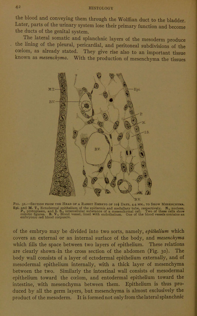 the blood and conveying them through the Wolffian duct to the bladder. Later, parts of the urinary system lose their primary function and become the ducts of the genital system. The lateral somatic and splanchnic layers of the mesoderm produce the lining of the pleural, pericardial, and peritoneal subdivisions of the coelom, as already stated. They give rise also to an important tissue known as mesenchyma. With the production of mesenchyma the tissues Fig. 31.—Section from the Head of a Rabbit Embryo of ioJ Days, 4.4 mm., to Show Mesenchyma. Epi. and M. T., Ectodermal epithelium of the epidermis and medullary tube, respectively. N., nucleus, P., protoplasm, and I. S., intercellular substance of a mesenchymal cell. Two of these cells show mitotic figures. B. V., Blood vessel, lined with endothelium. One of the blood vessels contains an embryonic red blood corpuscle. of the embryo may be divided into two sorts, namely, epithelium which covers an external or an internal surface of the body, and mesenchyma which fills the space between two layers of epithelium. These relations are clearly shown in the cross section of the abdomen (Fig. 30). The body wTall consists of a layer of ectodermal epithelium externally, and of mesodermal epithelium internally, with a thick layer of mesenchyma between the two. Similarly the intestinal wall consists of mesodermal epithelium toward the coelom, and entodermal epithelium toward the intestine, . with mesenchyma between them. Epithelium is thus pro- duced by all the germ layers, but mesenchyma is almost exclusively the product of the mesoderm. It is formed not only from the lateral splanchnic