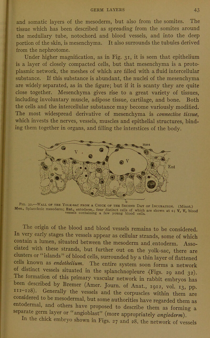 and somatic layers of the mesoderm, but also from the somites. The tissue which has been described as spreading from the somites around the medullary tube, notochord, and blood vessels, and into the deep portion of the skin, is mesenchyma. It also surrounds the tubules derived from the nephrotome. Under higher magnification, as in Fig. 31, it is seen that epithelium is a layer of closely compacted cells, but that mesenchyma is a proto- plasmic network, the meshes of which are filled with a fluid intercellular substance. If this substance is abundant, the nuclei of the mesenchyma are widely separated, as in the figure; but if it is scanty they are quite close together. Mesenchyma gives rise to a great variety of tissues, including involuntary muscle, adipose tissue, cartilage, and bone. Both the cells and the intercellular substance may become variously modified. The most widespread derivative of mesenchyma is connective tissue, which invests the nerves, vessels, muscles and epithelial structures, bind- ing them together in organs, and filling the interstices of the body. Fig. 32. Wall of the Yolk-sac from a Chick of the Second Day of Incubation. (Minot.) Mes., Splanchnic mesoderm; Ent., entoderm,, four distinct cells of which are shown at c; V. V. blood vessels containing a few young blood cells. The origin of the blood and blood vessels remains to be considered. In very early stages the vessels appear as cellular strands, some of which contain a lumen, situated between the mesoderm and. entoderm. Asso- ciated with these strands, but further out on the yolk-sac, there are clusters or “islands” of blood cells, surrounded by a thin layer of flattened cells known as endothelium. The entire system soon forms a network of distinct vessels situated in the splanchnopleure (Figs. 29 and 32). The formation of this primary vascular network in rabbit embryos has been described by Bremer (Amer. Journ. of Anat., 1912, vol. 13, pp. hi 1:28). Generally the vessels and the corpuscles within them are considered to be mesodermal, but some authorities have regarded them as entodermal, and others have proposed to describe them as forming a separate germ layer or “angioblast” (more appropriately angioderm). n the chick embryo shown in Figs. 27 and 28, the network of vessels