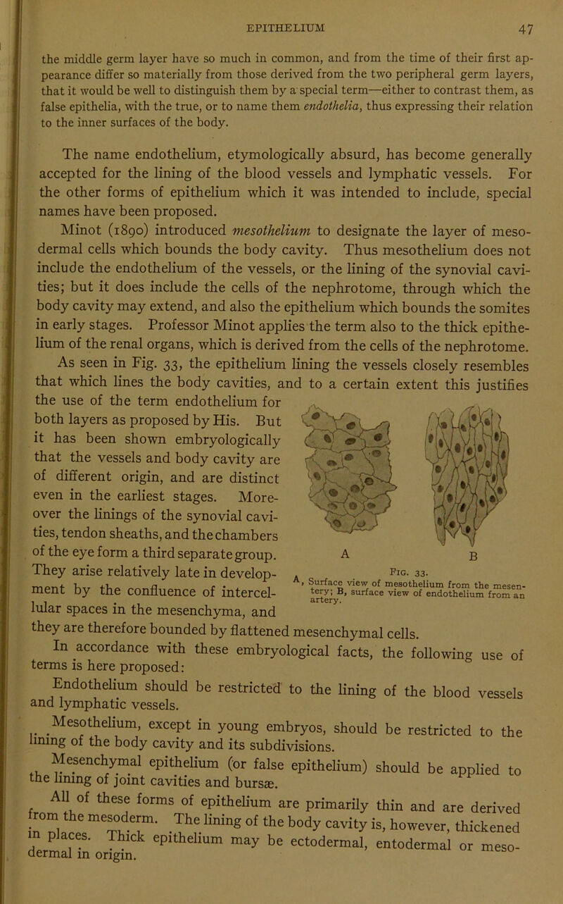 the middle germ layer have so much in common, and from the time of their first ap- pearance differ so materially from those derived from the two peripheral germ layers, that it would be well to distinguish them by a special term—either to contrast them, as false epithelia, with the true, or to name them endothelia, thus expressing their relation to the inner surfaces of the body. The name endothelium, etymologically absurd, has become generally accepted for the lining of the blood vessels and lymphatic vessels. For the other forms of epithelium which it was intended to include, special names have been proposed. Minot (1890) introduced mesothelium to designate the layer of meso- dermal cells which bounds the body cavity. Thus mesothelium does not include the endothelium of the vessels, or the lining of the synovial cavi- ties; but it does include the cells of the nephrotome, through which the body cavity may extend, and also the epithelium which bounds the somites in early stages. Professor Minot applies the term also to the thick epithe- lium of the renal organs, which is derived from the cells of the nephrotome. As seen in Fig. 33, the epithelium lining the vessels closely resembles that which lines the body cavities, and to a certain extent this justifies the use of the term endothelium for both layers as proposed by His. But it has been shown embryologically that the vessels and body cavity are of different origin, and are distinct even in the earliest stages. More- over the linings of the synovial cavi- ties, tendon sheaths, and the chambers of the eye form a third separate group. They arise relatively late in develop- ment by the confluence of intercel- lular spaces in the mesenchyma, and they are therefore bounded by flattened mesenchymal cells. In accordance with these embryological facts, the following use of terms is here proposed: Endothelium should be restricted to the lining of the blood vessels and lymphatic vessels. Mesothelium, except in young embryos, should be restricted to the lining of the body cavity and its subdivisions. Mesenchymal epithelium (or false epithelium) should be applied to the lining of joint cavities and bursa?. All of these forms of epithelium are primarily thin and are derived inTlle™ T .?f.lining of the body cavi‘y fa, however, thickened places. Thick epithelium may be ectodermal, entodermal or meso- dermal in origin. Pig. 33. . Surface view of mesothelium from the mesen- tery; B, surface view of endothelium from an artery.