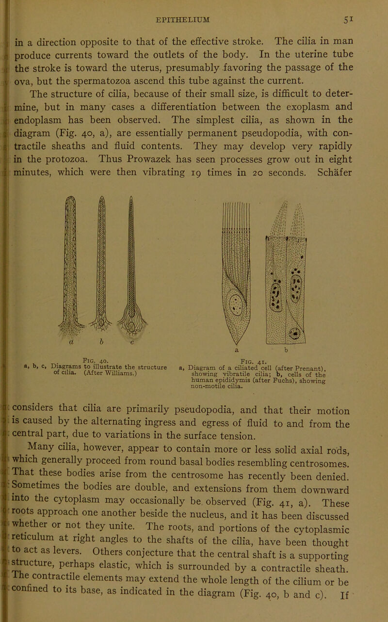 in a direction opposite to that of the effective stroke. The cilia in man produce currents toward the outlets of the body. In the uterine tube the stroke is toward the uterus, presumably favoring the passage of the ova, but the spermatozoa ascend this tube against the current. The structure of cilia, because of their small size, is difficult to deter- mine, but in many cases a differentiation between the exoplasm and endoplasm has been observed. The simplest cilia, as shown in the I diagram (Fig. 40, a), are essentially permanent pseudopodia, with con- tractile sheaths and fluid contents. They may develop very rapidly in the protozoa. Thus Prowazek has seen processes grow out in eight Pig. 40. a, b, c. Diagrams to illustrate the structure of cilia. (After Williams.) Fig. 41. a, Diagram of a ciliated cell (after Prenant), showing vibratile cilia; b, cells of the human epididymis (after Fuchs), showing non-motile cilia. considers that cilia are primarily pseudopodia, and that their motion is caused by the alternating ingress and egress of fluid to and from the central part, due to variations in the surface tension. Many cilia, however, appear to contain more or less solid axial rods, which generally proceed from round basal bodies resembling centrosomes. That these bodies arise from the centrosome has recently been denied. Sometimes the bodies are double, and extensions from them downward into the cytoplasm may occasionally be. observed (Fig. 41, a). These roots approach one another beside the nucleus, and it has been discussed whether or not they unite. The roots, and portions of the cytoplasmic reticulum at right angles to the shafts of the cilia, have been thought to act as levers. Others conjecture that the central shaft is a supporting structure, perhaps elastic, which is surrounded by a contractile sheath. 1 he contractile elements may extend the whole length of the cilium or be