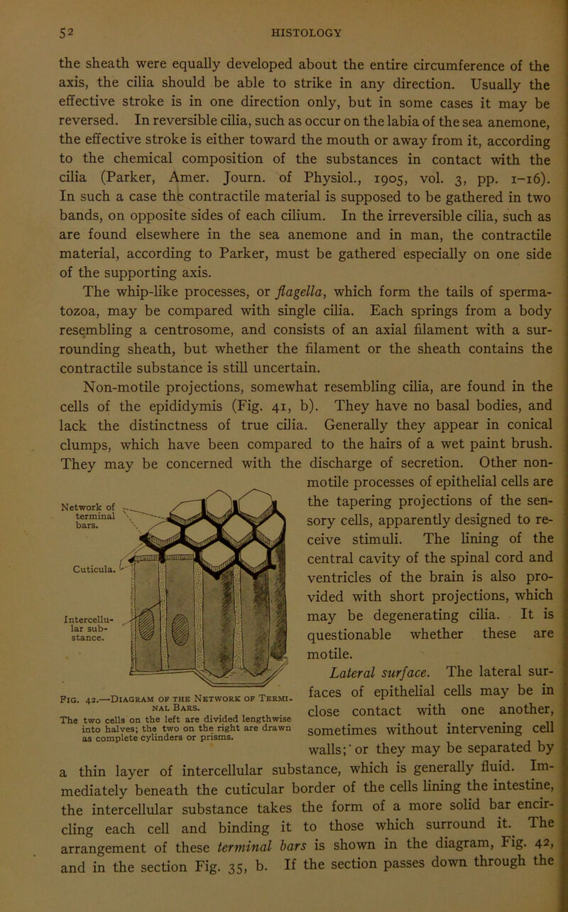 the sheath were equally developed about the entire circumference of the axis, the cilia should be able to strike in any direction. Usually the effective stroke is in one direction only, but in some cases it may be reversed. In reversible cilia, such as occur on the labia of the sea anemone, the effective stroke is either toward the mouth or away from it, according to the chemical composition of the substances in contact with the cilia (Parker, Amer. Journ. of Physiol., 1905, vol. 3, pp. 1-16). In such a case the contractile material is supposed to be gathered in two bands, on opposite sides of each cilium. In the irreversible cilia, such as are found elsewhere in the sea anemone and in man, the contractile material, according to Parker, must be gathered especially on one side of the supporting axis. The whip-like processes, or flagella, which form the tails of sperma- tozoa, may be compared with single cilia. Each springs from a body resembling a centrosome, and consists of an axial filament with a sur- rounding sheath, but whether the filament or the sheath contains the contractile substance is still uncertain. Non-motile projections, somewhat resembling cilia, are found in the cells of the epididymis (Fig. 41, b). They have no basal bodies, and lack the distinctness of true cilia. Generally they appear in conical clumps, which have been compared to the hairs of a wet paint brush. They may be concerned with the discharge of secretion. Other non- motile processes of epithelial cells are the tapering projections of the sen- sory cells, apparently designed to re- ceive stimuli. The lining of the central cavity of the spinal cord and ventricles of the brain is also pro- vided with short projections, which may be degenerating cilia. It is questionable whether these are motile. Lateral surface. The lateral sur- faces of epithelial cells may be in close contact with one another, sometimes without intervening cell walls;'or they may be separated by a thin layer of intercellular substance, which is generally fluid. Im- mediately beneath the cuticular border of the cells lining the intestine, the intercellular substance takes the form of a more solid bar encir- cling each cell and binding it to those which surround it The arrangement of these terminal bars is shown in the diagram, Fig. 42, and in the section Fig. 35, b. If the section passes down through the Fig. 42.—Diagram of the Network of Termi- nal Bars. The two cells on the left are divided lengthwise into halves; the two on the right are drawn as complete cylinders or prisms.