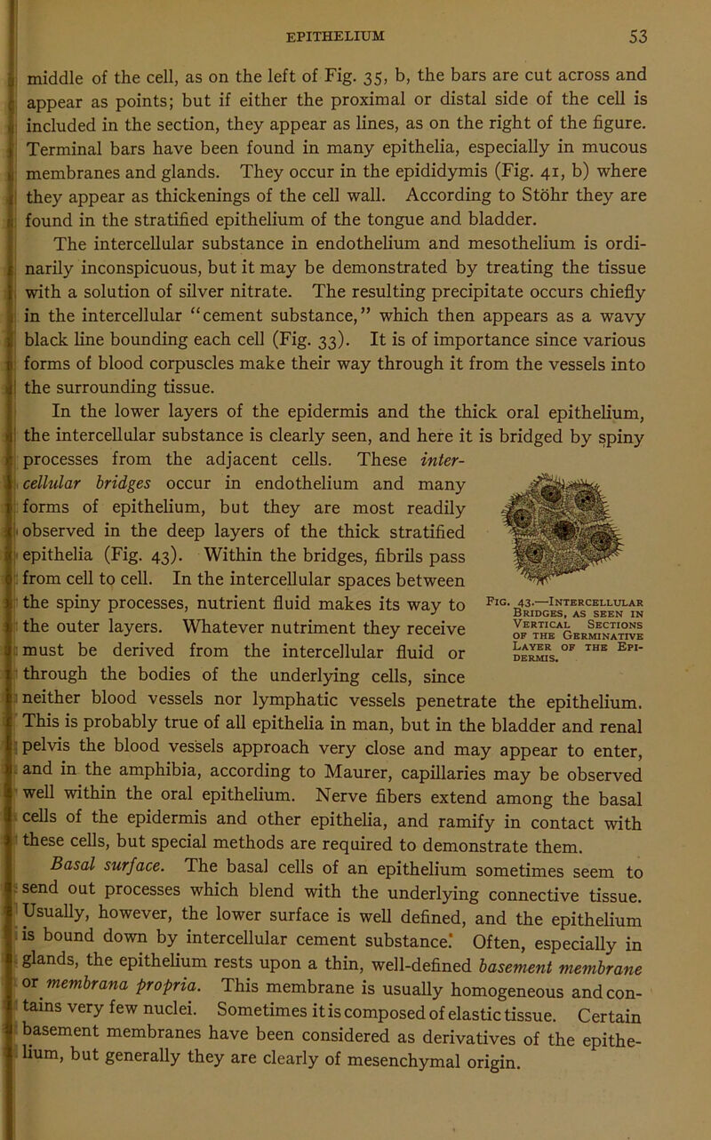 middle of the cell, as on the left of Fig. 35, b, the bars are cut across and appear as points; but if either the proximal or distal side of the cell is included in the section, they appear as lines, as on the right of the figure. Terminal bars have been found in many epithelia, especially in mucous membranes and glands. They occur in the epididymis (Fig. 41, b) where they appear as thickenings of the cell wall. According to Stohr they are found in the stratified epithelium of the tongue and bladder. The intercellular substance in endothelium and mesothelium is ordi- narily inconspicuous, but it may be demonstrated by treating the tissue with a solution of silver nitrate. The resulting precipitate occurs chiefly in the intercellular “cement substance,” which then appears as a wavy black line bounding each cell (Fig. 33). It is of importance since various forms of blood corpuscles make their way through it from the vessels into the surrounding tissue. In the lower layers of the epidermis and the thick oral epithelium, the intercellular substance is clearly seen, and here it is bridged by spiny processes from the adjacent cells. These inter- cellular bridges occur in endothelium and many forms of epithelium, but they are most readily observed in the deep layers of the thick stratified epithelia (Fig. 43). Within the bridges, fibrils pass from cell to cell. In the intercellular spaces between the spiny processes, nutrient fluid makes its way to the outer layers. Whatever nutriment they receive must be derived from the intercellular fluid or through the bodies of the underlying cells, since neither blood vessels nor lymphatic vessels penetrate the epithelium. This is probably true of all epithelia in man, but in the bladder and renal pelvis the blood vessels approach very close and may appear to enter, and in the amphibia, according to Maurer, capillaries may be observed well within the oral epithelium. Nerve fibers extend among the basal cells of the epidermis and other epithelia, and ramify in contact with these cells, but special methods are required to demonstrate them. Basal surface. The basal cells of an epithelium sometimes seem to send out processes which blend with the underlying connective tissue. Usually, however, the lower surface is well defined, and the epithelium is bound down by intercellular cement substance.* Often, especially in glands, the epithelium rests upon a thin, well-defined basement membrane ox membrana propria. This membrane is usually homogeneous and con- tains very few nuclei. Sometimes it is composed of elastic tissue. Certain basement membranes have been considered as derivatives of the epithe- lium, but generally they are clearly of mesenchymal origin. Fig. 43.—Intercellular Bridges, as seen in Vertical Sections OF THE GERMINATIVE Layer of the Epi- dermis.