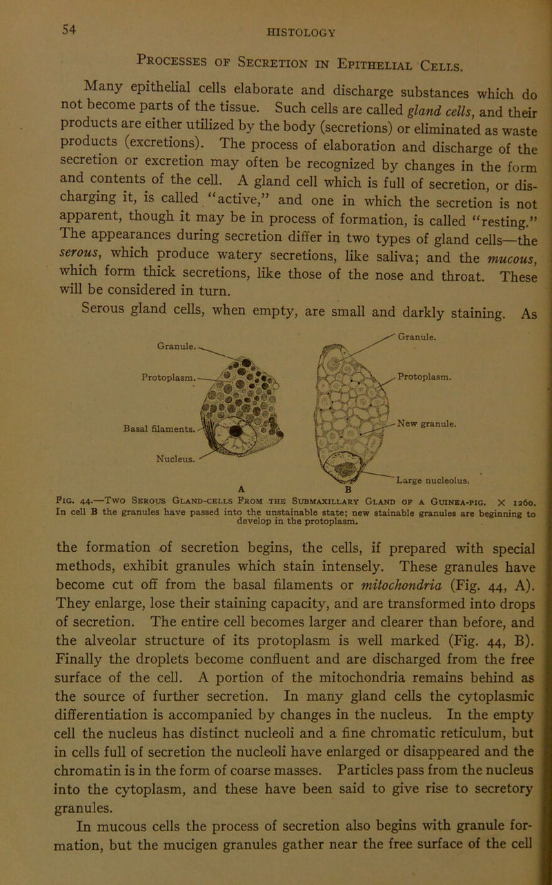 Processes of Secretion in Epithelial Cells. Many epithelial cells elaborate and discharge substances which do not become parts of the tissue. Such cells are called gland cells, and their products are either utilized by the body (secretions) or eliminated as waste products (excretions). The process of elaboration and discharge of the secretion or excretion may often be recognized by changes in the form and contents of the cell. A gland cell which is full of secretion, or dis- charging it, is called active,” and one in which the secretion is not apparent, though it may be in process of formation, is called “resting.” The appearances during secretion differ in two types of gland cells—the serous, which produce watery secretions, like saliva; and the mucous, which form thick secretions, like those of the nose and throat. These will be considered in turn. Serous gland cells, when empty, are small and darkly staining. As Granule. Protoplasm. Basal filaments. Nucleus. A Granule. Protoplasm. New granule. Large nucleolus. Fig. 44.—'Two Serous Gland-cells From the Submaxillary Gland of a Guinea-pig. X 1260. In cell B the granules have passed into the unstainable state; new stainable granules are beginning to develop in the protoplasm. the formation of secretion begins, the cells, if prepared with special methods, exhibit granules which stain intensely. These granules have become cut off from the basal filaments or mitochondria (Fig. 44, A). They enlarge, lose their staining capacity, and are transformed into drops of secretion. The entire cell becomes larger and clearer than before, and the alveolar structure of its protoplasm is well marked (Fig. 44, B). Finally the droplets become confluent and are discharged from the free surface of the cell. A portion of the mitochondria remains behind as the source of further secretion. In many gland cells the cytoplasmic differentiation is accompanied by changes in the nucleus. In the empty cell the nucleus has distinct nucleoli and a fine chromatic reticulum, but in cells full of secretion the nucleoli have enlarged or disappeared and the chromatin is in the form of coarse masses. Particles pass from the nucleus into the cytoplasm, and these have been said to give rise to secretory granules. In mucous cells the process of secretion also begins with granule for- mation, but the mucigen granules gather near the free surface of the cell