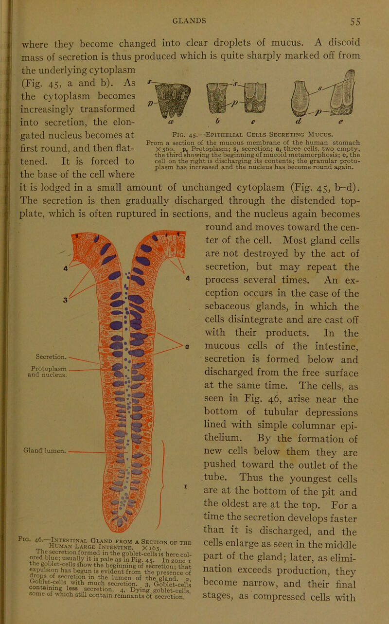 Fig. 45.—Epithelial Cells Secreting Mucus. From a section of the raucous membrane of the human stomach X560. p, Protoplasm; s, secretion; a, three cells, two empty, the third showing the beginning of mucoid metamorphosis; e, the cell on the right is discharging its contents; the granular proto- plasm has increased and the nucleus has become round again. where they become changed into clear droplets of mucus. A discoid mass of secretion is thus produced which is quite sharply marked off from the underlying cytoplasm (Fig. 45, a and b). As the cytoplasm becomes increasingly transformed into secretion, the elon- gated nucleus becomes at first round, and then flat- tened. It is forced to the base of the cell where it is lodged in a small amount of unchanged cytoplasm (Fig. 45, b-d). The secretion is then gradually discharged through the distended top- plate, which is often ruptured in sections, and the nucleus again becomes round and moves toward the cen- ter of the cell. Most gland cells are not destroyed by the act of secretion, but may repeat the process several times. An ex- ception occurs in the case of the sebaceous glands, in which the cells disintegrate and are cast off with their products. In the mucous cells of the intestine, secretion is formed below and discharged from the free surface at the same time. The cells, as seen in Fig. 46, arise near the bottom of tubular depressions lined with simple columnar epi- thelium. By the formation of new cells below them they are pushed toward the outlet of the tube. Thus the youngest cells are at the bottom of the pit and the oldest are at the top. For a time the secretion develops faster than it is discharged, and the cells enlarge as seen in the middle part of the gland; later, as elimi- nation exceeds production, they become narrow, and their final stages, as compressed cells with Secretion. Protoplasm and nucleus. Gland lumen. Fig. 46. Intestinal Gland from a Section of ti human Large Intestine. X165 i he secretion formed in the goblet-cells is here cc Usna / 11 IS Pale as in Fig- 45- In zone the goblet-cells show the beginning of secretion; th, expulsion has begun is evident from the presence - drops of secretion in the lumen of the gland. Ooblet-cells with much secretion. 3, Goblet-cel containing less secretion. 4, Dying goblet-cell some of which still contain remnants of secretion.