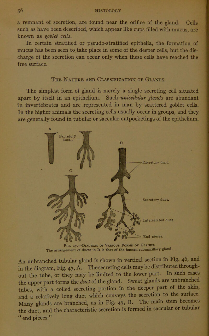 a remnant of secretion, are found near the orifice of the gland. Cells such as have been described, which appear like cups filled with mucus, are known as goblet cells. In certain stratified or pseudo-stratified epithelia, the formation of mucus has been seen to take place in some of the deeper cells, but the dis- charge of the secretion can occur only when these cells have reached the free surface. The Nature and Classification of Glands. The simplest form of gland is merely a single secreting cell situated apart by itself in an epithelium. Such unicellular glands are abundant in invertebrates and are represented in man by scattered goblet cells. In the higher animals the secreting cells usually occur in groups, and they are generally found in tubular or saccular outpocketings of the epithelium. A Fio. 47.—’Diagram of Various Forms of Glands. The arrangement of ducts in D is that of the human submaxillary gland. An unbranched tubular gland is shown in vertical section in Fig. 46, and in the diagram, Fig. 47, A. The secreting cells may be distributed through- out the tube, or they may be limited to the lower part. In such cases the upper part forms the duct of the gland. Sweat glands are unbranched tubes, with a coiled secreting portion in the deeper part of the skin, and a relatively long duct which conveys the secretion to the surface. Many glands are branched, as in Fig. 47> The main stem becomes the duct, and the characteristic secretion is formed in saccular or tubular “ end pieces.”