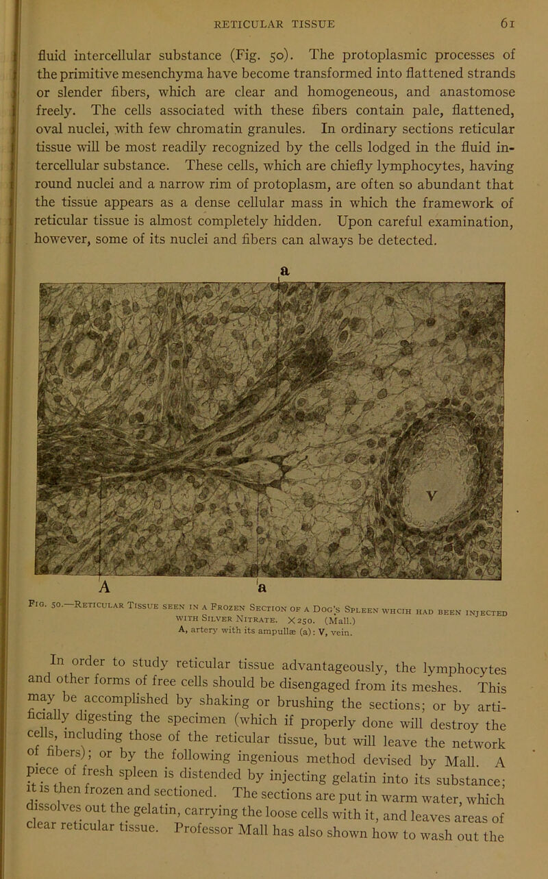 fluid intercellular substance (Fig. 50). The protoplasmic processes of the primitive mesenchyma have become transformed into flattened strands or slender fibers, which are clear and homogeneous, and anastomose freely. The cells associated with these fibers contain pale, flattened, oval nuclei, with few chromatin granules. In ordinary sections reticular tissue will be most readily recognized by the cells lodged in the fluid in- tercellular substance. These cells, which are chiefly lymphocytes, having round nuclei and a narrow rim of protoplasm, are often so abundant that the tissue appears as a dense cellular mass in which the framework of reticular tissue is almost completely hidden. Upon careful examination, however, some of its nuclei and fibers can always be detected. a Fro. so. Reticular Tissue seen in a Frozen Section of a Dog’s Spleen whcih had been injected with Silver Nitrate. X250. (Mall.) A, artery with its ampullae (a): V, vein. In order to study reticular tissue advantageously, the lymphocytes and other forms of free cells should be disengaged from its meshes This may be accomplished by shaking or brushing the sections; or by arti- hcially digesting the specimen (which if properly done will destroy the cells including those of the reticular tissue, but will leave the network ot hirers); or by the following ingenious method devised by Mall A piece ol fresh spleen is distended by injecting gelatin into its substance; it is then frozen and sectioned. The sections are put in warm water, which dissolves out the gelatin, carrying the loose cells with it, and leaves areas of clear reticular tissue. Professor Mall has also shown how to wash out the