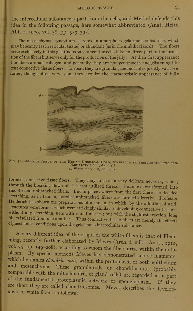 the intercellular substance, apart from the cells, and Merkel defends this idea in the following passage, here somewhat abbreviated (Anat. Hefte, Abt. 1, 1909, vol. 38, pp. 323-392): The mesenchymal syncytium secretes an amorphous gelatinous substance, which may be scanty (as in reticular tissue) or abundant (as in the umbilical cord). The fibers arise exclusively in this gelatinous substance; the cells take no direct part in the forma- tion of the fibers but serve only for the production of the jelly. At their first appearance the fibers are not collagen, and generally they are not yet smooth and glistening like true connective tissue fibers. Instead they are granular, and not infrequently varicose. Later, though often very soon, they acquire the characteristic appearance of fully a-— Pig. si. Mucous Tissue of the Human Umbilical Cord, Stained with Phospho-tungstic Acid Hematoxylin. (Mallory.) a, White fiber, b, fibroglia. formed connective tissue fibers. They may arise as a very delicate network, which, through the breaking down of the least utilized threads, becomes transformed into smooth and unbranched fibers. But in places where from the first there is a decided stretching, as in tendon, parallel unbranched fibers are formed directly. Professor Heiderich has shown me preparations of a mucin, in which, by the addition of acid, structures were formed which were strikingly similar to developing connective tissue— without any stretching, nets with round meshes; but with the slightest traction, long fibers isolated from one another. Thus connective tissue fibers are merely the effects ofimechanical conditions upon the gelatinous intercellular substance. . A vefy Afferent idea of the origin of the white fibers is that of Flem- ming, recently further elaborated by Meves (Arch. f. mikr. Anat., 1910, voL 75) PP- 149-208), according to whom the fibers arise within the cyto- plasm. By special methods Meves has demonstrated coarse filaments, which he names chondrioconta, within the protoplasm of both epithelium and mesenchyma. These granule-rods or chondrioconta (probably comparable with the mitochondria of gland cells) are regarded as a part oi the fundamental protoplasmic network or spongioplasm. If they are short they are called chondriosomes. Meves describes the develop- ment of white fibers as follows: F