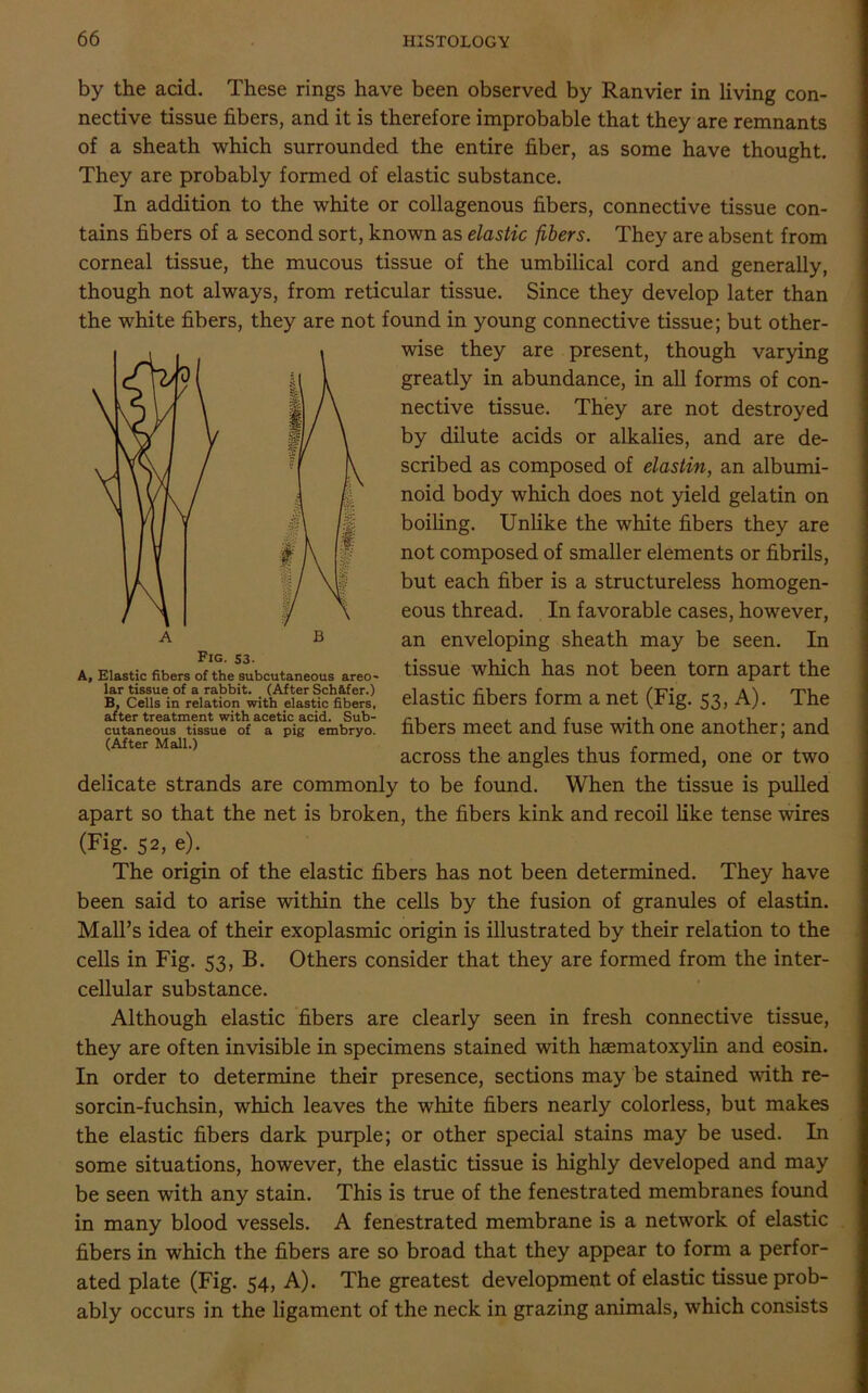 by the acid. These rings have been observed by Ranvier in living con- nective tissue fibers, and it is therefore improbable that they are remnants of a sheath which surrounded the entire fiber, as some have thought. They are probably formed of elastic substance. In addition to the white or collagenous fibers, connective tissue con- tains fibers of a second sort, known as elastic fibers. They are absent from corneal tissue, the mucous tissue of the umbilical cord and generally, though not always, from reticular tissue. Since they develop later than the white fibers, they are not found in young connective tissue; but other- wise they are present, though varying greatly in abundance, in all forms of con- nective tissue. They are not destroyed by dilute acids or alkalies, and are de- scribed as composed of elastin, an albumi- noid body which does not yield gelatin on boiling. Unlike the white fibers they are not composed of smaller elements or fibrils, but each fiber is a structureless homogen- eous thread. In favorable cases, however, an enveloping sheath may be seen. In tissue which has not been torn apart the elastic fibers form a net (Fig. 53, A). The fibers meet and fuse with one another; and across the angles thus formed, one or two delicate strands are commonly to be found. When the tissue is pulled apart so that the net is broken, the fibers kink and recoil like tense wires (Fig. 52, e). The origin of the elastic fibers has not been determined. They have been said to arise within the cells by the fusion of granules of elastin. Mall’s idea of their exoplasmic origin is illustrated by their relation to the cells in Fig. 53, B. Others consider that they are formed from the inter- cellular substance. Although elastic fibers are clearly seen in fresh connective tissue, they are often invisible in specimens stained with hasmatoxylin and eosin. In order to determine their presence, sections may be stained with re- sorcin-fuchsin, which leaves the white fibers nearly colorless, but makes the elastic fibers dark purple; or other special stains may be used. In some situations, however, the elastic tissue is highly developed and may be seen with any stain. This is true of the fenestrated membranes found in many blood vessels. A fenestrated membrane is a network of elastic fibers in which the fibers are so broad that they appear to form a perfor- ated plate (Fig. 54, A). The greatest development of elastic tissue prob- ably occurs in the ligament of the neck in grazing animals, which consists A, Elastic fibers of the subcutaneous areo- lar tissue of a rabbit. (After Schafer.) B, Cells in relation with elastic fibers, after treatment with acetic acid. Sub- cutaneous tissue of a pig embryo. (After Mall.)