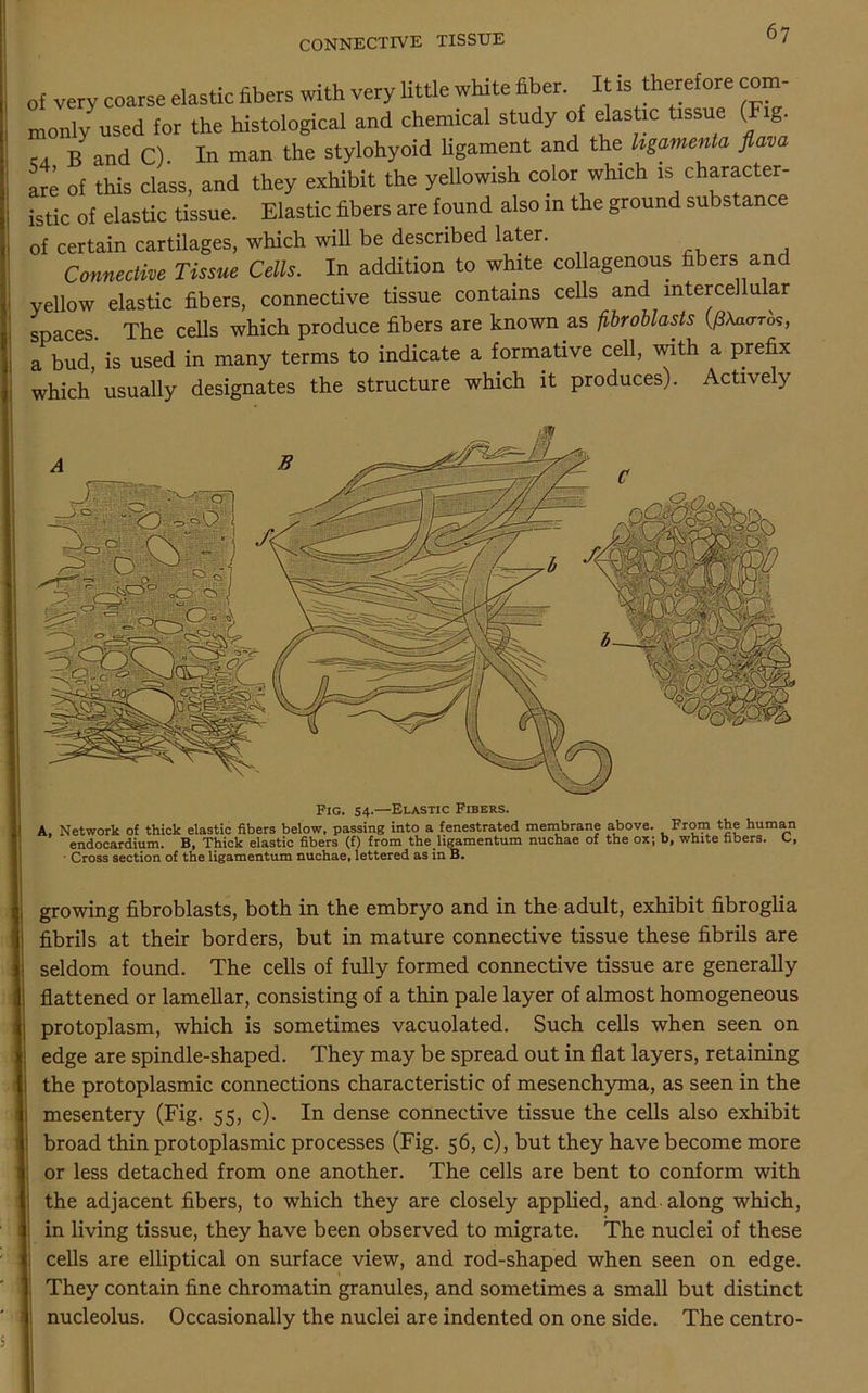 of very coarse elastic fibers with very little white fiber. It is therefore com- monly used for the histological and chemical study of elastic tissue (Fig. ,4 B and C). In man the stylohyoid ligament and the hgamenta jiava are of this class, and they exhibit the yellowish color which is character- istic of elastic tissue. Elastic fibers are found also in the ground substance of certain cartilages, which will be described later. Connective Tissue Cells. In addition to white collagenous fibers and yellow elastic fibers, connective tissue contains cells and intercellular spaces. The cells which produce fibers are known as fibroblasts (/3Wtos, a bud, is used in many terms to indicate a formative cell, with a prefix which usually designates the structure which it produces). Active y Fig. 54.—Elastic Fibers. A, Network of thick elastic fibers below, passing into a fenestrated membrane above. From the human endocardium. B, Thick elastic fibers (f) from the. ligamentum nuchae of the ox; b, white fibers. L, • Cross section of the ligamentum nuchae, lettered as in B. growing fibroblasts, both in the embryo and in the adult, exhibit fibroglia fibrils at their borders, but in mature connective tissue these fibrils are seldom found. The cells of fully formed connective tissue are generally flattened or lamellar, consisting of a thin pale layer of almost homogeneous protoplasm, which is sometimes vacuolated. Such cells when seen on edge are spindle-shaped. They may be spread out in flat layers, retaining the protoplasmic connections characteristic of mesenchyma, as seen in the mesentery (Fig. 55, c). In dense connective tissue the cells also exhibit broad thin protoplasmic processes (Fig. 56, c), but they have become more or less detached from one another. The cells are bent to conform with the adjacent fibers, to which they are closely applied, and along which, in living tissue, they have been observed to migrate. The nuclei of these cells are elliptical on surface view, and rod-shaped when seen on edge. They contain fine chromatin granules, and sometimes a small but distinct nucleolus. Occasionally the nuclei are indented on one side. The centro-