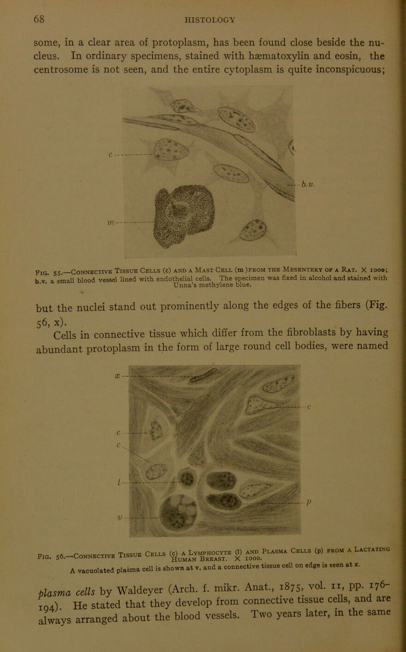 some, in a clear area of protoplasm, has been found close beside the nu- cleus. In ordinary specimens, stained with hsematoxylin and eosin, the centrosome is not seen, and the entire cytoplasm is quite inconspicuous; pIG_ ss_ Connective Tissue Cells (c) and a Mast Cell (m )from the Mesentery of a Rat. X 1000; b v ' a small blood vessel lined with endothelial cells. The specimen was fixed in alcohol and stained with ' ' Unna’s methylene blue. but the nuclei stand out prominently along the edges of the fibers (Fig. 56, x). Cells in connective tissue which differ from the fibroblasts by having abundant protoplasm in the form of large round cell bodies, were named -.0. Tissue Casts «> <» A vacuolated pla.m. cell 1. shown at v. and a counec.ive tissue cell ou edse is sect, at a. plasma cells by Waldeyer (Arch. f. mikr. Anat, 1875, vol. 11 pp. 176- 10a). He stated that they develop from connective tissue cells, and are always arranged about the blood vessels. Two years later, in the same