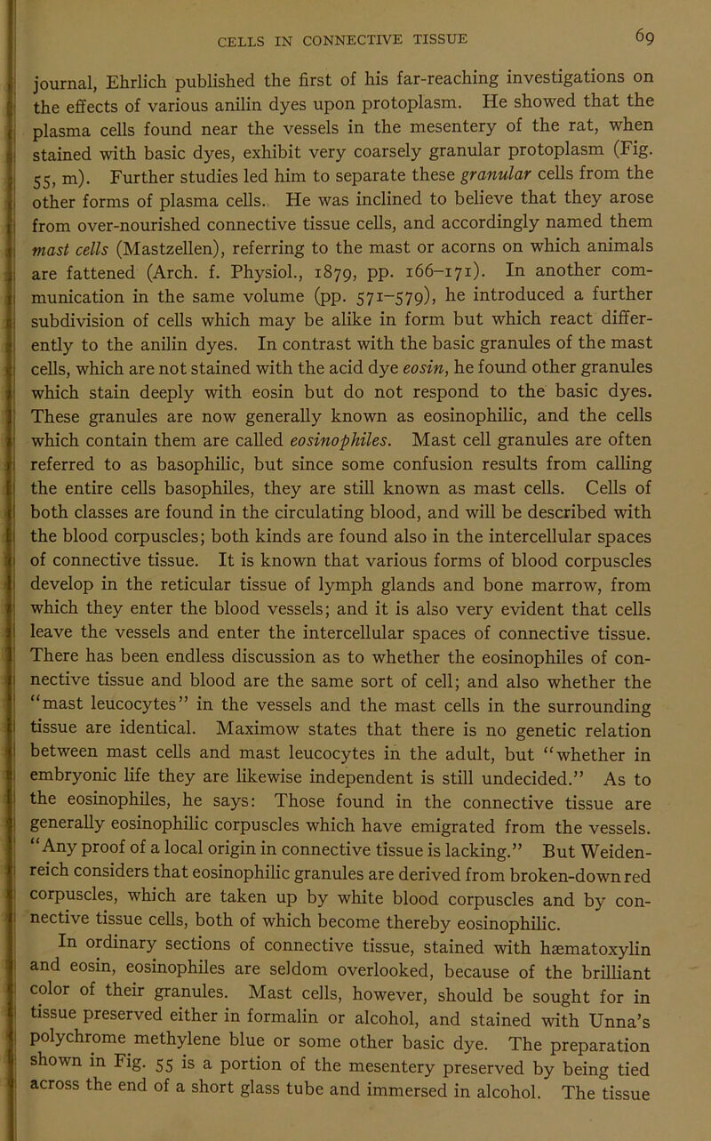 journal, Ehrlich published the first of his far-reaching investigations on the effects of various anilin dyes upon protoplasm. He showed that the plasma cells found near the vessels in the mesentery of the rat, when stained with basic dyes, exhibit very coarsely granular protoplasm (Fig. 55, m). Further studies led him to separate these granular cells from the other forms of plasma cells. He was inclined to believe that they arose from over-nourished connective tissue cells, and accordingly named them mast cells (Mastzellen), referring to the mast or acorns on which animals are fattened (Arch. f. Physiol., 1879, pp. 166-171). In another com- munication in the same volume (pp. 571-579), he introduced a further subdivision of cells which may be alike in form but which react differ- ently to the anilin dyes. In contrast with the basic granules of the mast cells, which are not stained with the acid dye eosin, he found other granules which stain deeply with eosin but do not respond to the basic dyes. These granules are now generally known as eosinophilic, and the cells which contain them are called eosinophiles. Mast cell granules are often referred to as basophilic, but since some confusion results from calling the entire cells basophiles, they are still known as mast cells. Cells of both classes are found in the circulating blood, and will be described with the blood corpuscles; both kinds are found also in the intercellular spaces of connective tissue. It is known that various forms of blood corpuscles develop in the reticular tissue of lymph glands and bone marrow, from which they enter the blood vessels; and it is also very evident that cells leave the vessels and enter the intercellular spaces of connective tissue. There has been endless discussion as to whether the eosinophiles of con- nective tissue and blood are the same sort of cell; and also whether the “mast leucocytes” in the vessels and the mast cells in the surrounding tissue are identical. Maximow states that there is no genetic relation between mast cells and mast leucocytes in the adult, but “whether in embryonic life they are likewise independent is still undecided.” As to the eosinophiles, he says: Those found in the connective tissue are generally eosinophilic corpuscles which have emigrated from the vessels. “Any proof of a local origin in connective tissue is lacking.” But Weiden- reich considers that eosinophilic granules are derived from broken-down red corpuscles, which are taken up by white blood corpuscles and by con- nective tissue cells, both of which become thereby eosinophilic. In ordinary sections of connective tissue, stained with haematoxylin and eosin, eosinophiles are seldom overlooked, because of the brilliant color of their granules. Mast cells, however, should be sought for in tissue preserved either in formalin or alcohol, and stained with Unna’s | Poiychrome methylene blue or some other basic dye. The preparation shown in Fig. 55 is a portion of the mesentery preserved by being tied across the end of a short glass tube and immersed in alcohol. The tissue