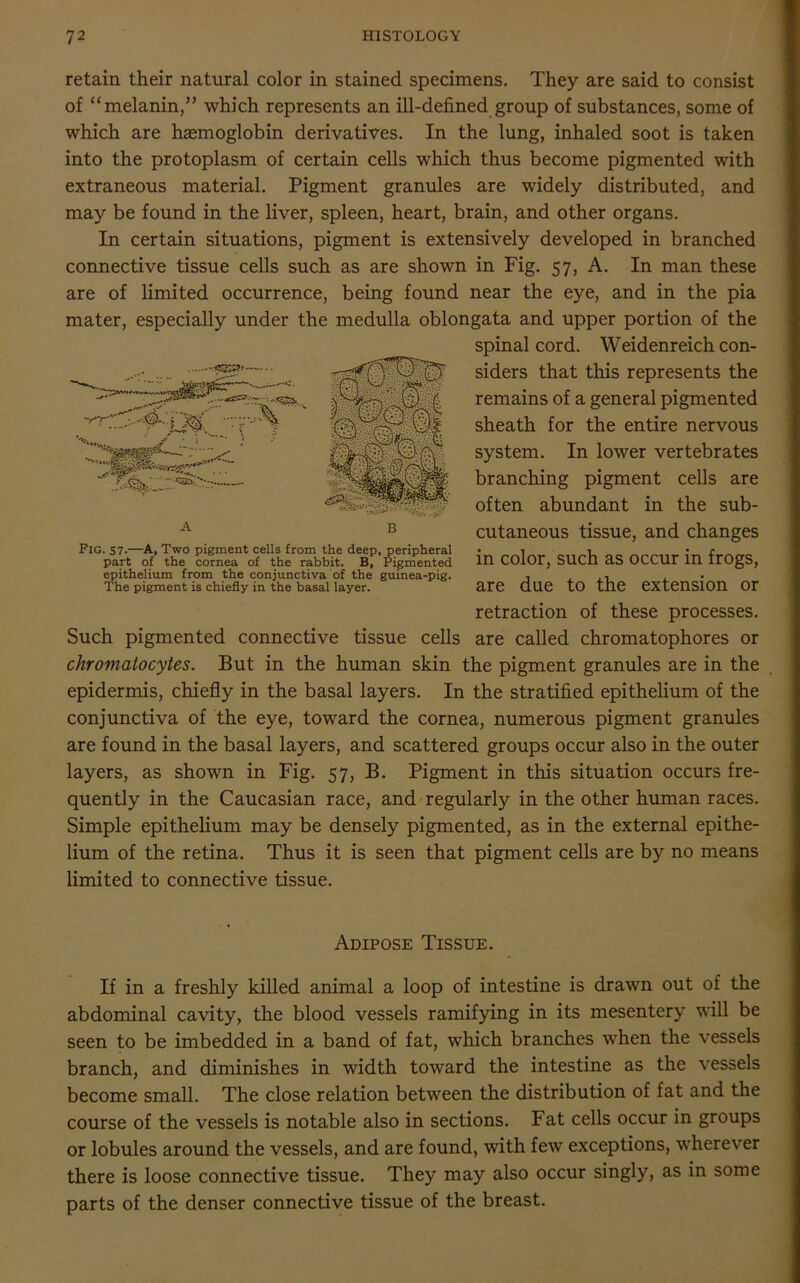 retain their natural color in stained specimens. They are said to consist of “melanin,” which represents an ill-defined group of substances, some of which are haemoglobin derivatives. In the lung, inhaled soot is taken into the protoplasm of certain cells which thus become pigmented with extraneous material. Pigment granules are widely distributed, and may be found in the liver, spleen, heart, brain, and other organs. In certain situations, pigment is extensively developed in branched connective tissue cells such as are shown in Fig. 57, A. In man these are of limited occurrence, being found near the eye, and in the pia mater, especially under the medulla oblongata and upper portion of the spinal cord. Weidenreich con- siders that this represents the remains of a general pigmented sheath for the entire nervous system. In lower vertebrates branching pigment cells are often abundant in the sub- cutaneous tissue, and changes in color, such as occur in frogs, are due to the extension or retraction of these processes. Such pigmented connective tissue cells are called chromatophores or chromatocytes. But in the human skin the pigment granules are in the epidermis, chiefly in the basal layers. In the stratified epithelium of the conjunctiva of the eye, toward the cornea, numerous pigment granules are found in the basal layers, and scattered groups occur also in the outer layers, as shown in Fig. 57, B. Pigment in this situation occurs fre- quently in the Caucasian race, and regularly in the other human races. Simple epithelium may be densely pigmented, as in the external epithe- lium of the retina. Thus it is seen that pigment cells are by no means limited to connective tissue. A B Pig. 57-—A, Two pigment cells from the deep, peripheral part of the cornea of the rabbit. B, Pigmented epithelium from the conjunctiva of the guinea-pig. The pigment is chiefly in the basal layer. Adipose Tissue. If in a freshly killed animal a loop of intestine is drawn out of the abdominal cavity, the blood vessels ramifying in its mesentery will be seen to be imbedded in a band of fat, which branches when the vessels branch, and diminishes in width toward the intestine as the vessels become small. The close relation between the distribution of fat and the course of the vessels is notable also in sections. Fat cells occur in groups or lobules around the vessels, and are found, with few exceptions, wherever there is loose connective tissue. They may also occur singly, as in some parts of the denser connective tissue of the breast.