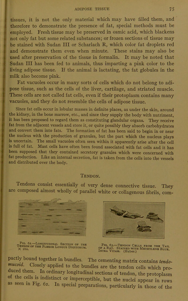 tissues, it is not the only material which may have filled them, and therefore to demonstrate the presence of fat, special methods must be employed. Fresh tissue may be preserved in osmic acid, which blackens not only fat but some related substances; or frozen sections of tissue may be stained with Sudan III or Scharlach R, which color fat droplets red | and demonstrate them even when minute. These stains may also be used after preservation of the tissue in formalin. It may be noted that Sudan III has been fed to animals, thus imparting a pink color to the living adipose tissue. If the animal is lactating, the fat globules in the i milk also become pink. Fat vacuoles occur in many sorts of cells which do not belong to adi- pose tissue, such as the cells of the liver, cartilage, and striated muscle. These cells are not called fat cells, even if their protoplasm contains many vacuoles, and they do not resemble the cells of adipose tissue. Since fat cells occur in lobular masses in definite places, as under the skin, around the kidney, in the bone marrow, etc., and since they supply the body with nutriment, it has been proposed to regard them as constituting glandular organs. They receive fat from the adjacent vessels and store it, or quite possibly they absorb carbohydrates and convert them into fats. The formation of fat has been said to begin in or near the nucleus with the production of granules, but the part which the nucleus plays is uncertain. The small vacuoles often seen within it apparently arise after the cell is full of fat. Mast cells have often been found associated with fat cells and it has been supposed that they contained secretory granules which were concerned with fat production. Like an internal secretion, fat is taken from the cells into the vessels and distributed over the body. Tendon. Tendons consist essentially of very dense connective tissue. They are composed almost wholly of parallel white or collagenous fibrils, com- 'rl'™'. ^2' Longitudinal Section of the Tendon ok the Plexor Longus Digitorum. X loo. Fig. 63.—Tendon Cells from the Tail of a Rat. Stained with Methylene Blue Intra Vitam. (Huber.) pact y ound together in bundles. The cementing matrix contains tendo- ™UC0ld- Closely applied to the bundles are the tendon cells which pro- uce t em.. In ordinary longitudinal sections of tendon, the protoplasm of the cells is indistinct or imperceptible, but the nuclei appear in rows as seen in Fig. 62. In special preparations, particularly in those of the