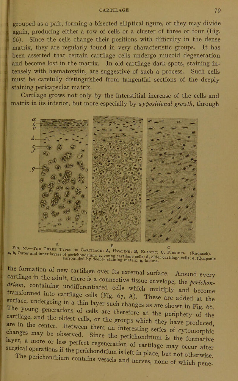 grouped as a pair, forming a bisected elliptical figure, or they may divide again, producing either a row of cells or a cluster of three or four (Fig. 66). Since the cells change their positions with difficulty in the dense matrix, they are regularly found in very characteristic groups. It has been asserted that certain cartilage cells undergo mucoid degeneration and become lost in the matrix. In old cartilage dark spots, staining in- tensely with hasmatoxylin, are suggestive of such a process. Such cells must be carefully distinguished from tangential sections of the deeply staining pericapsular matrix. Cartilage grows not only by the interstitial increase of the cells and matrix in its interior, but more especially by appositional growth, through a, b, Outer and innerfeyerlofpertehoa^um^TVou B’Elastic: C, Fibrous. (Radasch). surrounded by deeply stafnfng matrixfj1facunl? Cartilage cells= e> «cap.ule the formation of new cartilage over its externa] surface. Around every cartilage in the adult, there is a connective tissue envelope, the ferichol £“7 COni g ™di“ated cells which multiply and?b ome tansformed into cartilage cells (Fig. 67, A). These are added at the ace, undergoing m a thin layer such changes as are shown in Fig 66
