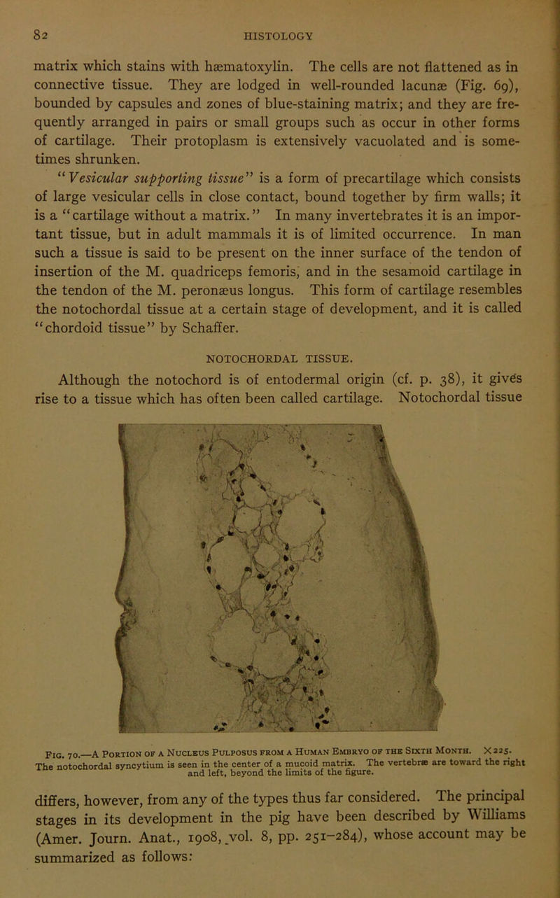 matrix which stains with hamratoxylin. The cells are not flattened as in connective tissue. They are lodged in well-rounded lacunae (Fig. 69), bounded by capsules and zones of blue-staining matrix; and they are fre- quently arranged in pairs or small groups such as occur in other forms of cartilage. Their protoplasm is extensively vacuolated and is some- times shrunken. 11 Vesicular supporting tissue” is a form of precartilage which consists of large vesicular cells in close contact, bound together by firm walls; it is a “cartilage without a matrix.” In many invertebrates it is an impor- tant tissue, but in adult mammals it is of limited occurrence. In man such a tissue is said to be present on the inner surface of the tendon of insertion of the M. quadriceps femoris, and in the sesamoid cartilage in the tendon of the M. peronaeus longus. This form of cartilage resembles the notochordal tissue at a certain stage of development, and it is called “chordoid tissue” by Schaffer. NOTOCHORDAL TISSUE. Although the notochord is of entodermal origin (cf. p. 38), it giv£s rise to a tissue which has often been called cartilage. Notochordal tissue pIG> 70- a. Portion of a Nucleus Pulposus from a Human Embryo of the Sixth Month. X 225. The notochordal syncytium is seen in the center of a mucoid matrix. The vertebrse are toward the right and left, beyond the limits of the figure. differs, however, from any of the types thus far considered, ffhe principal stages in its development in the pig have been described by Williams (Amer. Journ. Anat., 1908, vol. 8, pp. 251-284), whose account may be summarized as follows: