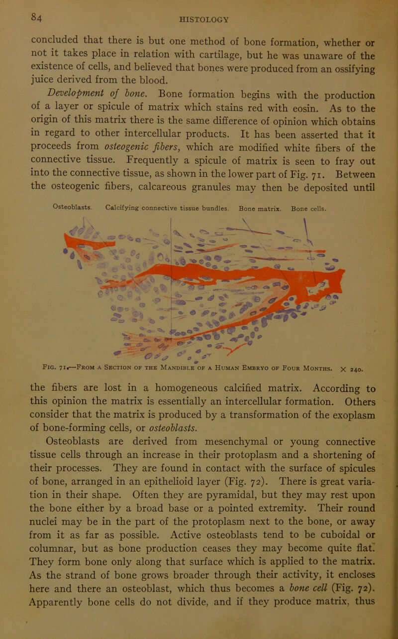 concluded that there is but one method of bone formation, whether or not it takes place in relation with cartilage, but he was unaware of the existence of cells, and believed that bones were produced from an ossifying juice derived from the blood. Development of bone. Bone formation begins with the production of a layer or spicule of matrix which stains red with eosin. As to the origin of this matrix there is the same difference of opinion which obtains in regard to other intercellular products. It has been asserted that it proceeds from osteogenic fibers, which are modified white fibers of the connective tissue. Frequently a spicule of matrix is seen to fray out into the connective tissue, as shown in the lower part of Fig. 71. Between the osteogenic fibers, calcareous granules may then be deposited until Osteoblasts. Calcifying connective tissue bundles. Bone matrix. Bone cells. Fig. 71*—From a Section of the Mandible of a Human Embryo of Four Months, x 240. the fibers are lost in a homogeneous calcified matrix. According to this opinion the matrix is essentially an intercellular formation. Others consider that the matrix is produced by a transformation of the exoplasm of bone-forming cells, or osteoblasts. Osteoblasts are derived from mesenchymal or young connective tissue cells through an increase in their protoplasm and a shortening of their processes. They are found in contact with the surface of spicules of bone, arranged in an epithelioid layer (Fig. 72). There is great varia- tion in their shape. Often they are pyramidal, but they may rest upon the bone either by a broad base or a pointed extremity. Their round nuclei may be in the part of the protoplasm next to the bone, or away from it as far as possible. Active osteoblasts tend to be cuboidal or columnar, but as bone production ceases they may become quite flat! They form bone only along that surface which is applied to the matrix. As the strand of bone grows broader through their activity, it encloses here and there an osteoblast, which thus becomes a bone cell (Fig. 72). Apparently bone cells do not divide, and if they produce matrix, thus