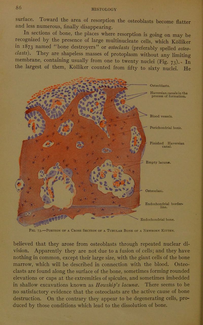 HISTOLOGY surface. Toward the area of resorption the osteoblasts become flatter and less numerous, finally disappearing. In sections of bone, the places where resorption is going on may be recognized by the presence of large multinucleate cells, which Kolliker in 1873 named “bone destroyers” or ostoclasts (preferably spelled osteo- clasts). They are shapeless masses of protoplasm without any limiting membrane, containing usually from one to twenty nuclei (Fig. 73).- In the largest of them, Kolliker counted from fifty to sixty nuclei. He •Osteoblasts. Haversian canals in the process of formation. Blood vessels. Perichondrial bone. Finished Haversian canal. Empty lacunae. Osteoclasc. Endochondrial border- line. Endochondrial bone. Fig. 73.—Portion of a Cross Section of a Tubular Bone of a Newborn Kitten. believed that they arose from osteoblasts through repeated nuclear di- vision. Apparently they are not due to a fusion of cells; and they have nothing in common, except their large size, with the giant cells of the bone marrow, which will be described in connection with the blood. Osteo- clasts are found along the surface of the bone, sometimes forming rounded elevations or caps at the extremities of spicules, and sometimes imbedded in shallow excavations known as Ilowship’s lacuna. There seems to be no satisfactory evidence that the osteoclasts are the active cause of bone destruction. On the contrary they appear to be degenerating cells, pro- duced by those conditions which lead to the dissolution of bone.