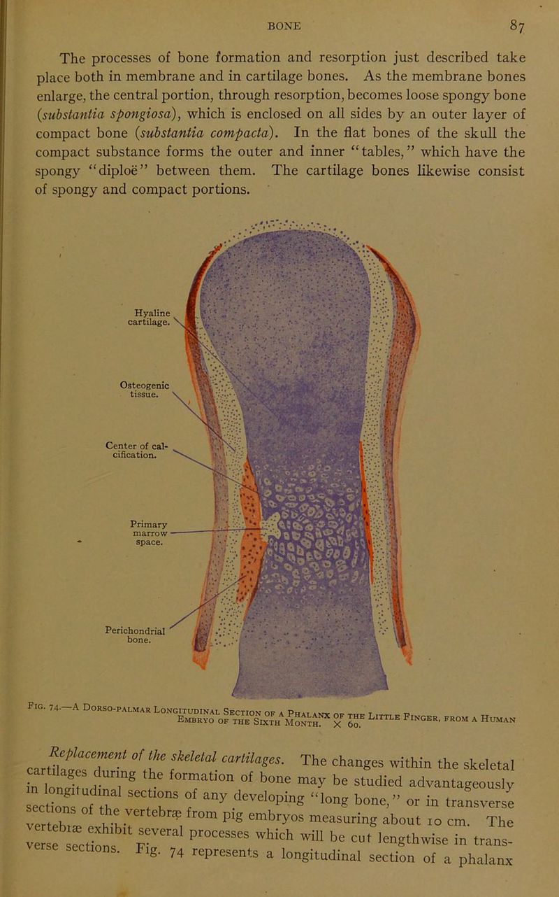 The processes of bone formation and resorption just described take place both in membrane and in cartilage bones. As the membrane bones enlarge, the central portion, through resorption, becomes loose spongy bone (substantia spongiosa), which is enclosed on all sides by an outer layer of compact bone (substantia compacta). In the flat bones of the skull the compact substance forms the outer and inner “tables,” which have the spongy “diploe” between them. The cartilage bones likewise consist of spongy and compact portions. Hyaline cartilage. Osteogenic tissue. Center of cal- cification. Primary marrow space. Perichondrial bone. Fig. 74- -A Dorso-palmar Longitudinal Section of a Phalanx of the T tttt e „ Embryo of the Sixth Month x ™ L Finger' FROM A Human cartll™. 7 ° t1 The changes within the skeletal jn lolrft 7 f0rmat,0n of b<™ may be studied advantageously ecZ of the “ 1 any develoPin8 bone,” or in transverse ~ Z-Ie P‘g embry°S measu™f? about 10 cm. The verse ZiZ F Pr°Ce5SeS WWch be CUt in trans- sections. Fig. 74 represents a longitudinal section of a phalanx