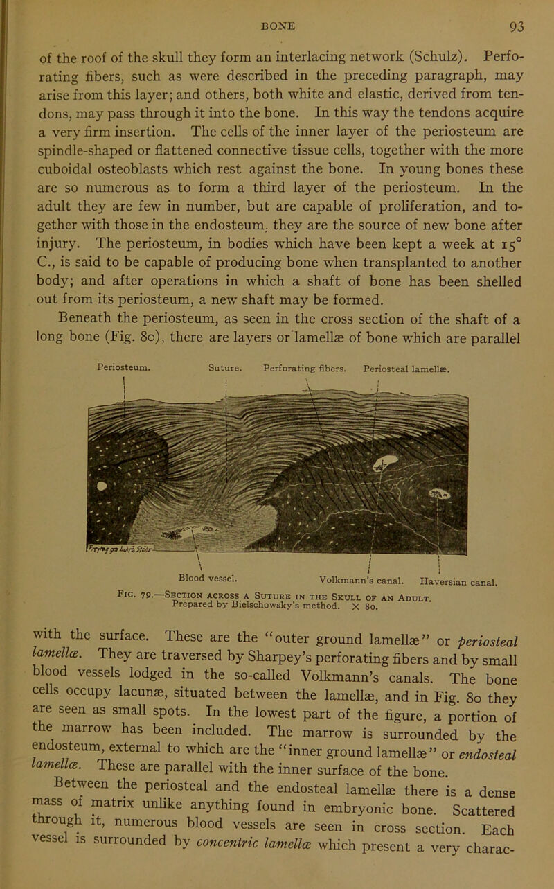 of the roof of the skull they form an interlacing network (Schulz). Perfo- rating fibers, such as were described in the preceding paragraph, may arise from this layer; and others, both white and elastic, derived from ten- dons, may pass through it into the bone. In this way the tendons acquire a very firm insertion. The cells of the inner layer of the periosteum are spindle-shaped or flattened connective tissue cells, together with the more cuboidal osteoblasts which rest against the bone. In young bones these are so numerous as to form a third layer of the periosteum. In the adult they are few in number, but are capable of proliferation, and to- gether with those in the endosteum, they are the source of new bone after injury. The periosteum, in bodies which have been kept a week at 150 C., is said to be capable of producing bone when transplanted to another body; and after operations in which a shaft of bone has been shelled out from its periosteum, a new shaft may be formed. Beneath the periosteum, as seen in the cross section of the shaft of a long bone (Fig. 80), there are layers or’lamelke of bone which are parallel Periosteum. Suture. Perforating fibers. Periosteal lamellae. Blood vessel. Volkmann s canal. Haversian canal Fig. 79.—Section across a Suture in the Skull of an Adult Prepared by Bielschowsky’s method. X 80. with the surface. These are the “outer ground lamellae” or periosteal lamella. They are traversed by Sharpey’s perforating fibers and by small blood vessels lodged in the so-called Volkmann’s canals. The bone cells occupy lacunas, situated between the lamellae, and in Fig. 80 they are seen as small spots. In the lowest part of the figure, a portion of the marrow has been included. The marrow is surrounded by the endosteum, external to which are the “inner ground lamellae” or endosteal lamella. These are parallel with the inner surface of the bone. Between the periosteal and the endosteal lamella there is a dense mass of matrix unlike anything found in embryonic bone. Scattered through it, numerous blood vessels are seen in cross section. Each vessel is surrounded by concentric lamella which present a very charac-