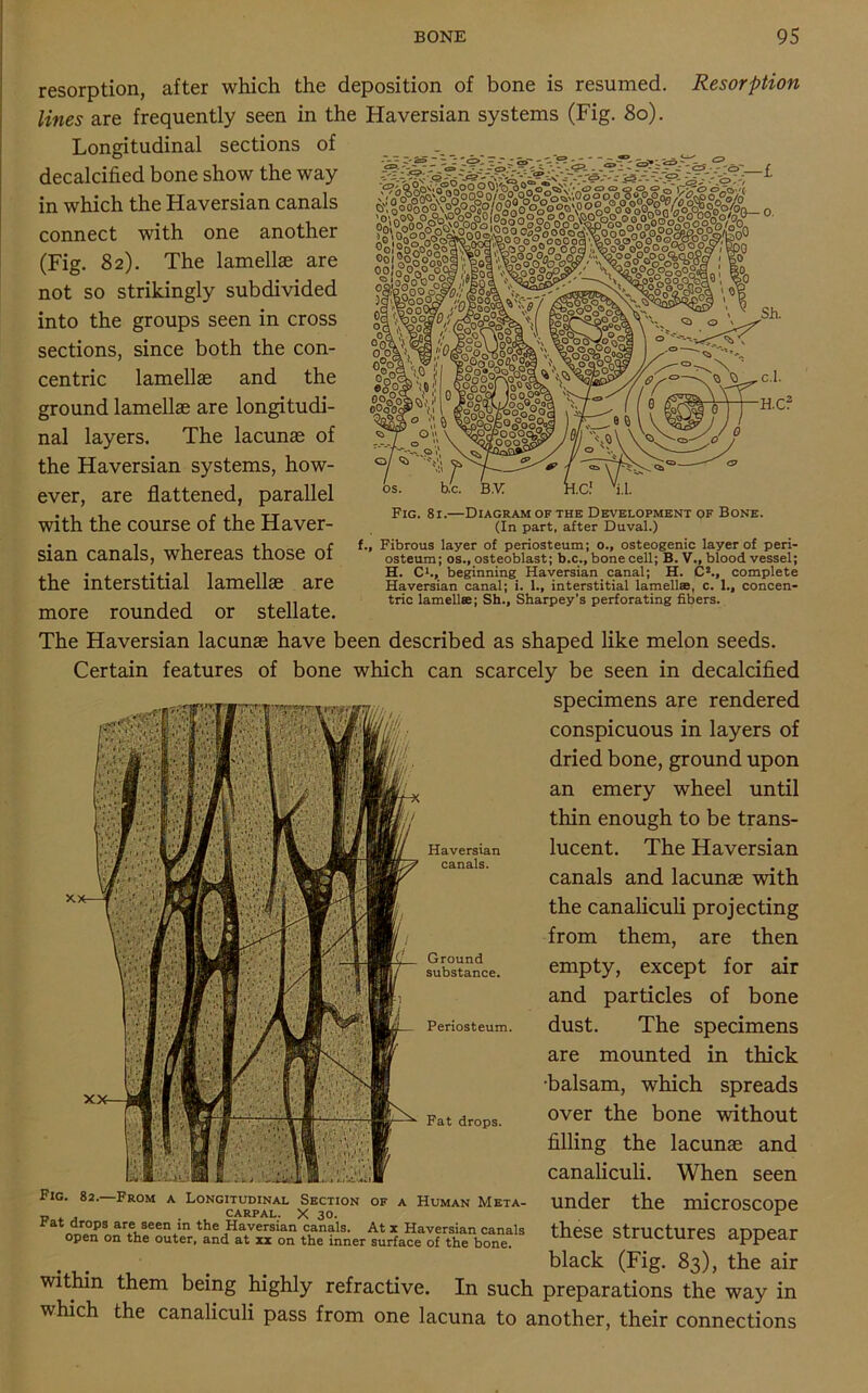 Fig. 8i.—Diagram of the Development of Bone. (In part, after Duval.) f., Fibrous layer of periosteum; o., osteogenic layer of peri- osteum; os., osteoblast; b.c., bone cell; B. V., blood vessel; H. C1., beginning Haversian canal; H. CJ., complete Haversian canal; i. 1., interstitial lamellae, c. 1., concen- tric lamellae; Sh., Sharpey’s perforating fibers. resorption, after which the deposition of bone is resumed. Resorption lines are frequently seen in the Haversian systems (Fig. 80). Longitudinal sections of decalcified bone show the way in which the Haversian canals connect with one another (Fig. 8 2). The lamellae are not so strikingly subdivided into the groups seen in cross sections, since both the con- centric lamellae and the ground lamellae are longitudi- nal layers. The lacunae of the Haversian systems, how- ever, are flattened, parallel with the course of the Haver- sian canals, whereas those of the interstitial lamellae are more rounded or stellate. The Haversian lacunae have been described as shaped like melon seeds. Certain features of bone which can scarcely be seen in decalcified specimens are rendered conspicuous in layers of dried bone, ground upon an emery wheel until thin enough to be trans- lucent. The Haversian canals and lacunae with the canaliculi projecting from them, are then empty, except for air and particles of bone dust. The specimens are mounted in thick •balsam, which spreads over the bone without filling the lacunae and canaliculi. When seen under the microscope these structures appear black (Fig. 83), the air within them being highly refractive. In such preparations the way in which the canaliculi pass from one lacuna to another, their connections Haversian canals. Ground substance. Periosteum. Fat drops. Fig. 82.—From a Longitudinal Section of a Human Meta- „ . , . carpal. X 30. rat drops are seen in the Haversian canals. At x Haversian canals open on the outer, and at xx on the inner surface of the bone.