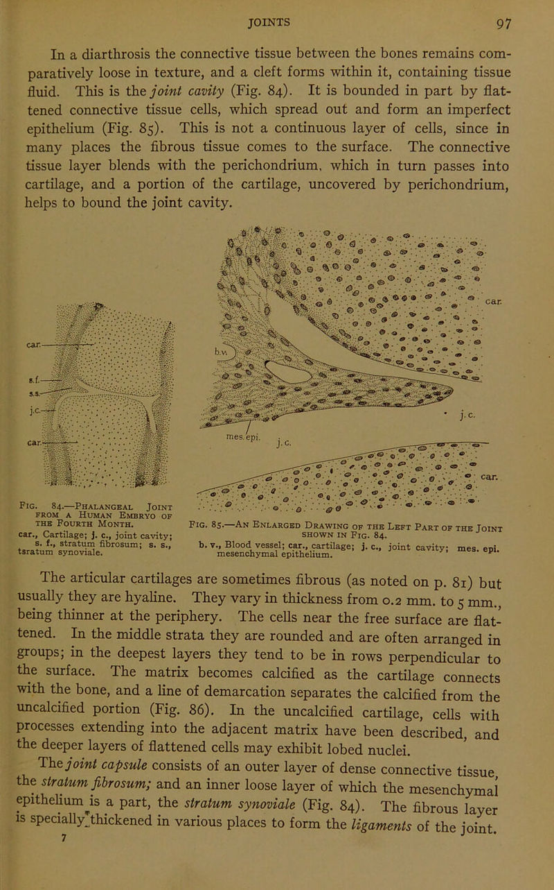 In a diarthrosis the connective tissue between the bones remains com- paratively loose in texture, and a cleft forms within it, containing tissue fluid. This is the joint cavity (Fig. 84). It is bounded in part by flat- tened connective tissue cells, which spread out and form an imperfect epithelium (Fig. 85). This is not a continuous layer of cells, since in many places the fibrous tissue comes to the surface. The connective tissue layer blends with the perichondrium, which in turn passes into cartilage, and a portion of the cartilage, uncovered by perichondrium, helps to bound the joint cavity. Fig. 84.—Phalangeal Joint from a Human Embryo of the Fourth Month. car.. Cartilage; j. c., joint cavity; s. f., stratum fibrosum; s. s., tsratum synoviale. Fig. 85.—An Enlarged Drawing of the Left Part of the Joint shown in Fig. 84. b. v.. Blood vessel; car., cartilage; j. c., joint cavity; mes. eni. mesenchymal epithelium. The articular cartilages are sometimes fibrous (as noted on p. 81) but usually they are hyaline. They vary in thickness from 0.2 mm. to 5 mm., being thinner at the periphery. The cells near the free surface are flat- tened. In the middle strata they are rounded and are often arranged in groups; in the deepest layers they tend to be in rows perpendicular to the surface. The matrix becomes calcified as the cartilage connects with the bone, and a line of demarcation separates the calcified from the uncalcified portion (Fig. 86). In the uncalcified cartilage, cells with processes extending into the adjacent matrix have been described, and the deeper layers of flattened cells may exhibit lobed nuclei. The joint capsule consists of an outer layer of dense connective tissue the stratum fibrosum; and an inner loose layer of which the mesenchymal epithelium ^is a part, the stratum synoviale (Fig. 84). The fibrous layer is specially'thickened in various places to form the ligaments of the joint. 7